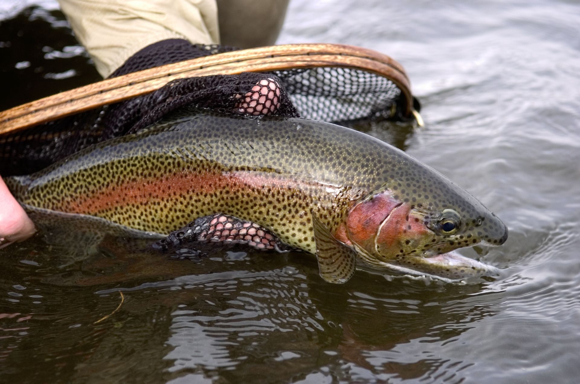 Rainbow trout in a net, showing its colorful side, in water.