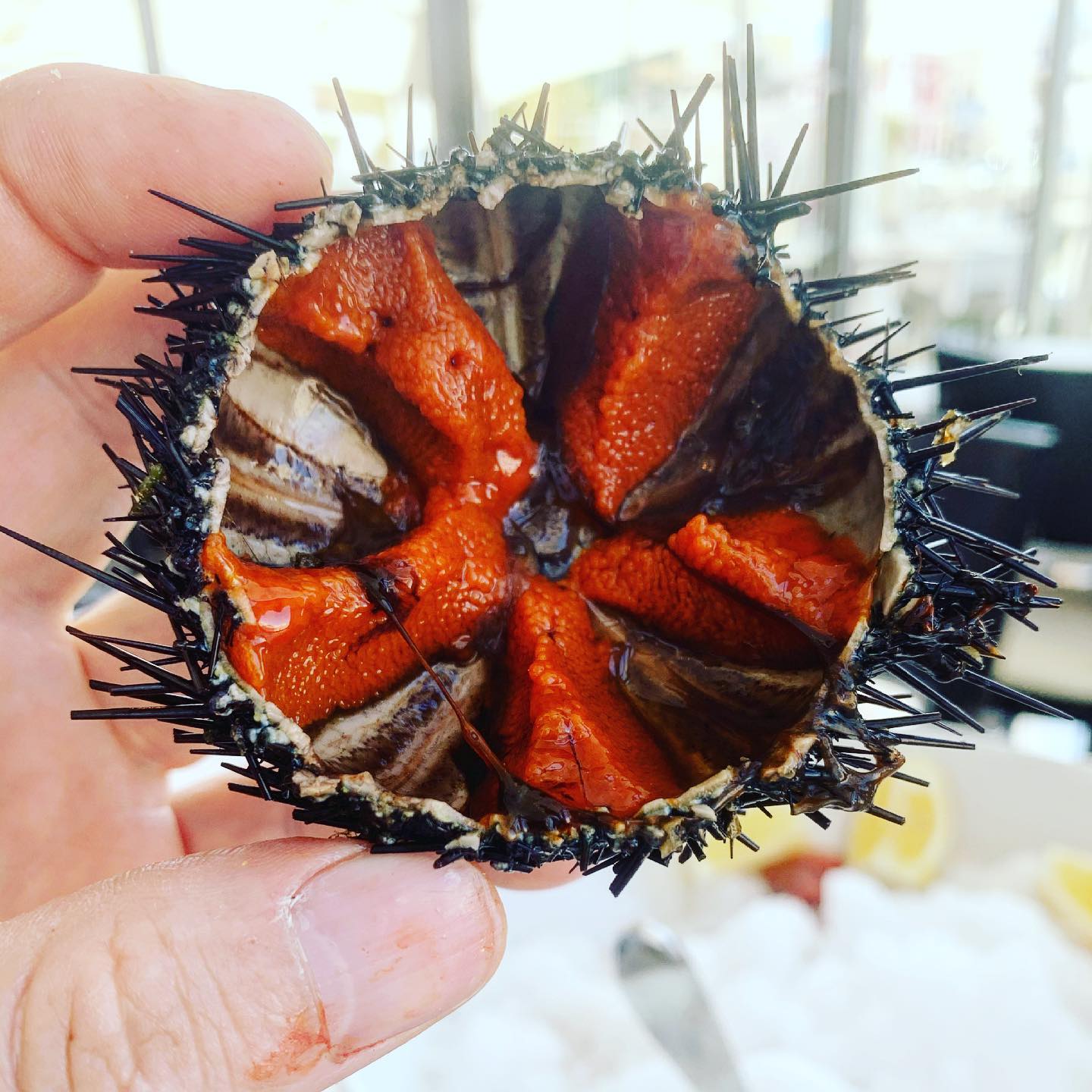 Mano che tiene un riccio di mare tagliato a metà e ripieno di un brillante color arancione. È visibile il guscio nero con le punte.