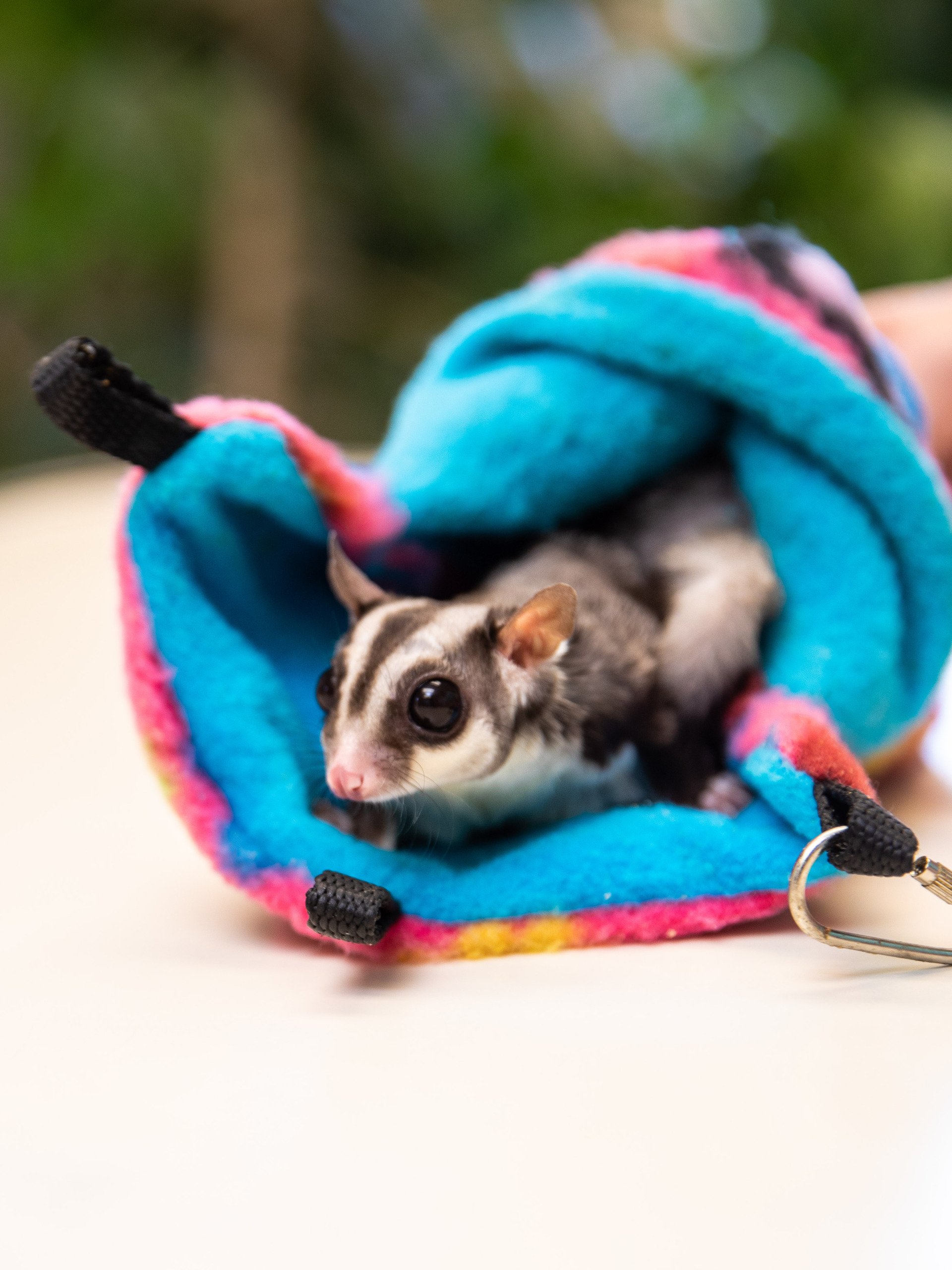 Veterinary Clinic Rio Rancho, NM Sunrise Veterinary Clinic