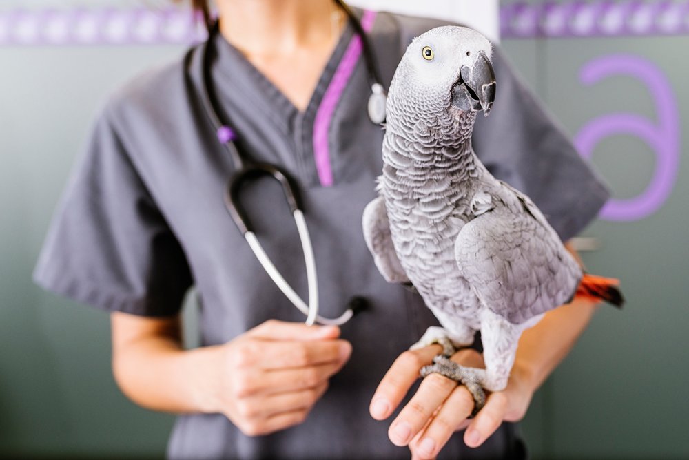 Avian Vet Care Rio Rancho NM Sunrise Veterinary Clinic