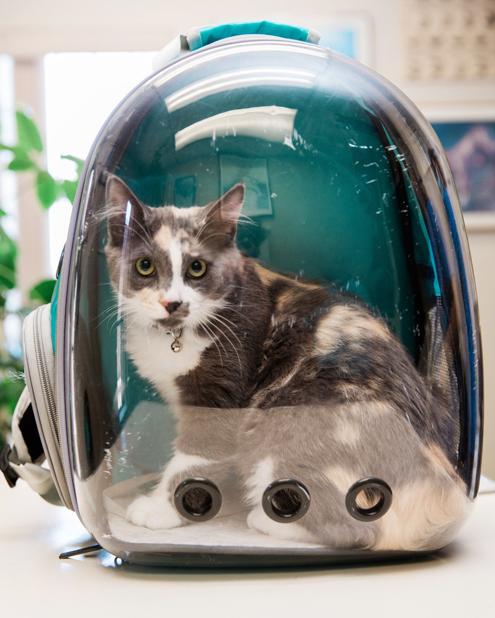 Veterinarian Holding Cat — Rio Rancho, NM — Sunrise Veterinary Clinic