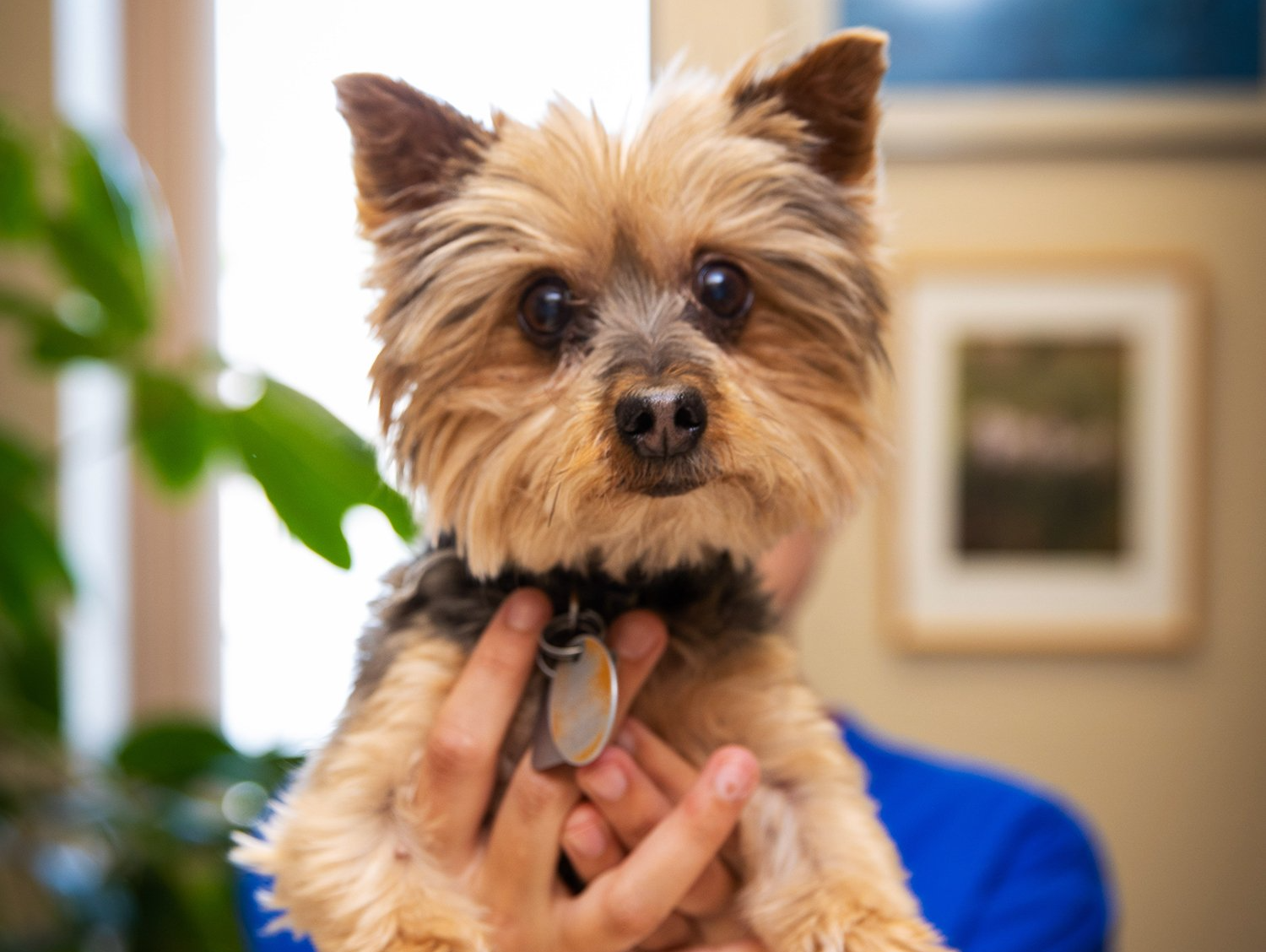 Veterinarian Holding Cat — Rio Rancho, NM — Sunrise Veterinary Clinic
