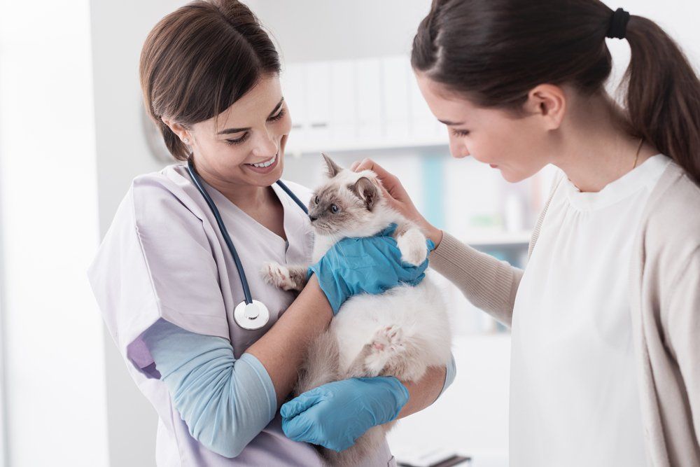 Veterinarian Holding Cat — Rio Rancho, NM — Sunrise Veterinary Clinic Veterinarian Holding Cat — Rio Rancho, NM — Sunrise Veterinary Clinic