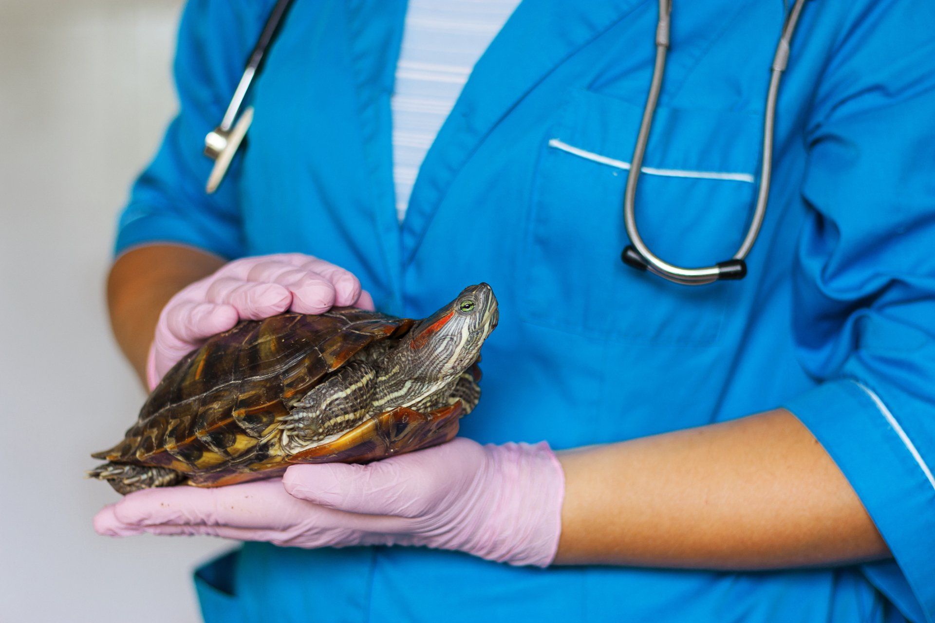 Turtle Being Treated — Rio Rancho, NM — Sunrise Veterinary Clinic Turtle Being Treated — Rio Rancho, NM — Sunrise Veterinary Clinic
