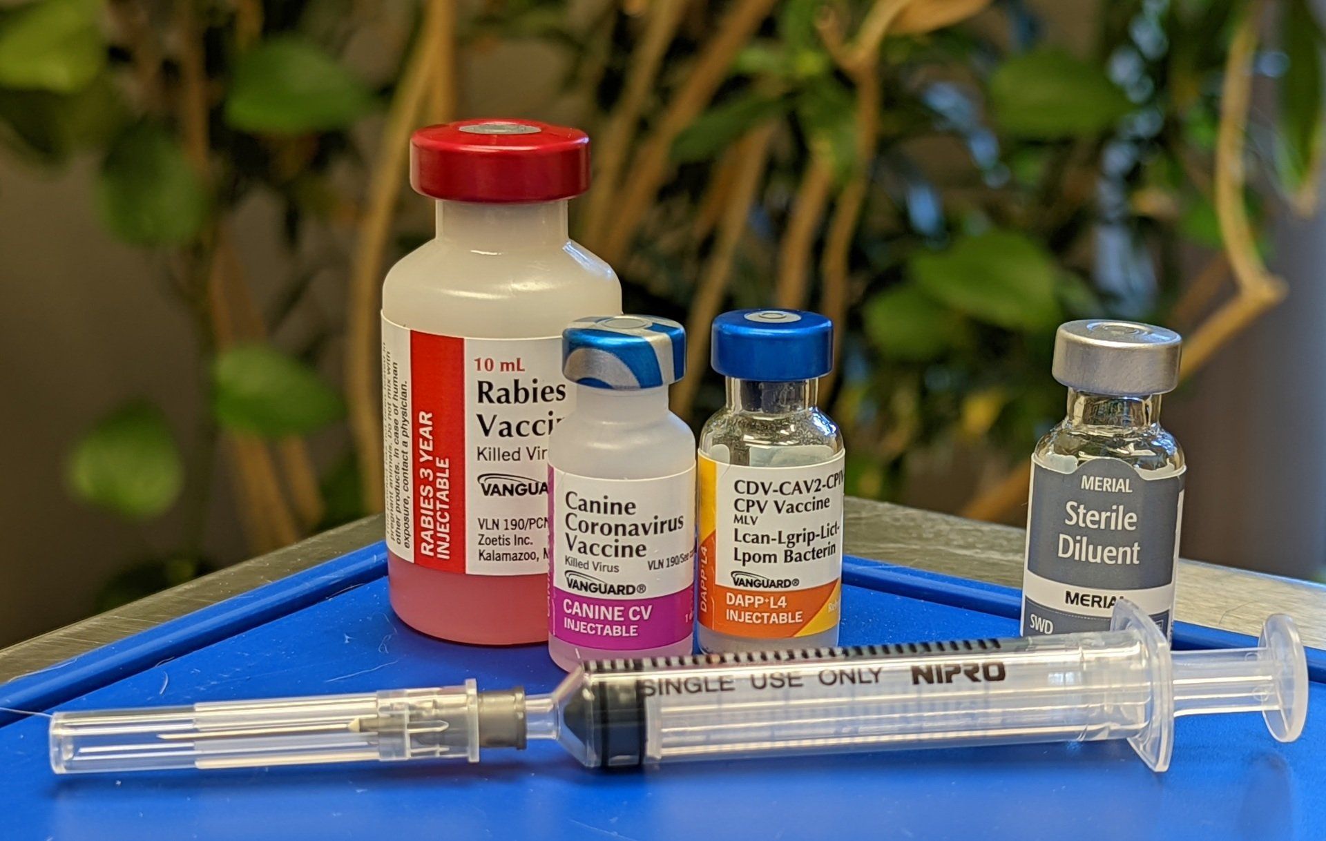Veterinary dog vaccinations