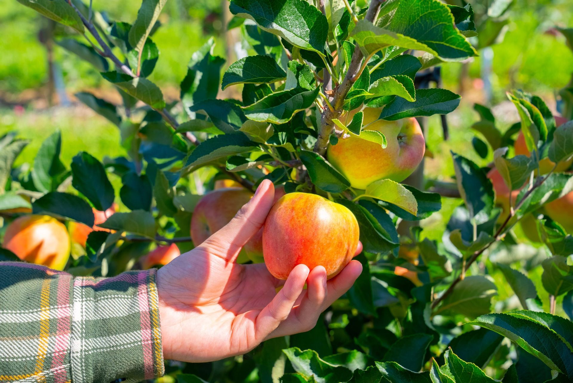 Apple Picking