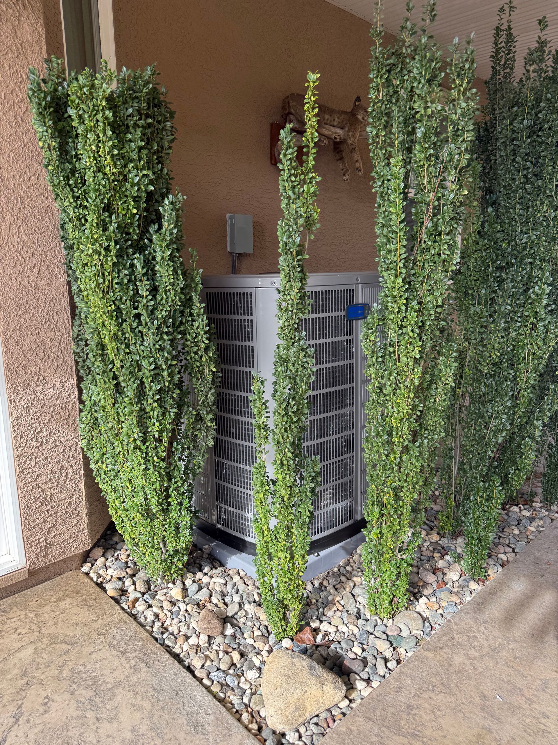 Outdoor AC unit hidden by tall green vines in a corner beside a stucco wall and rocks.