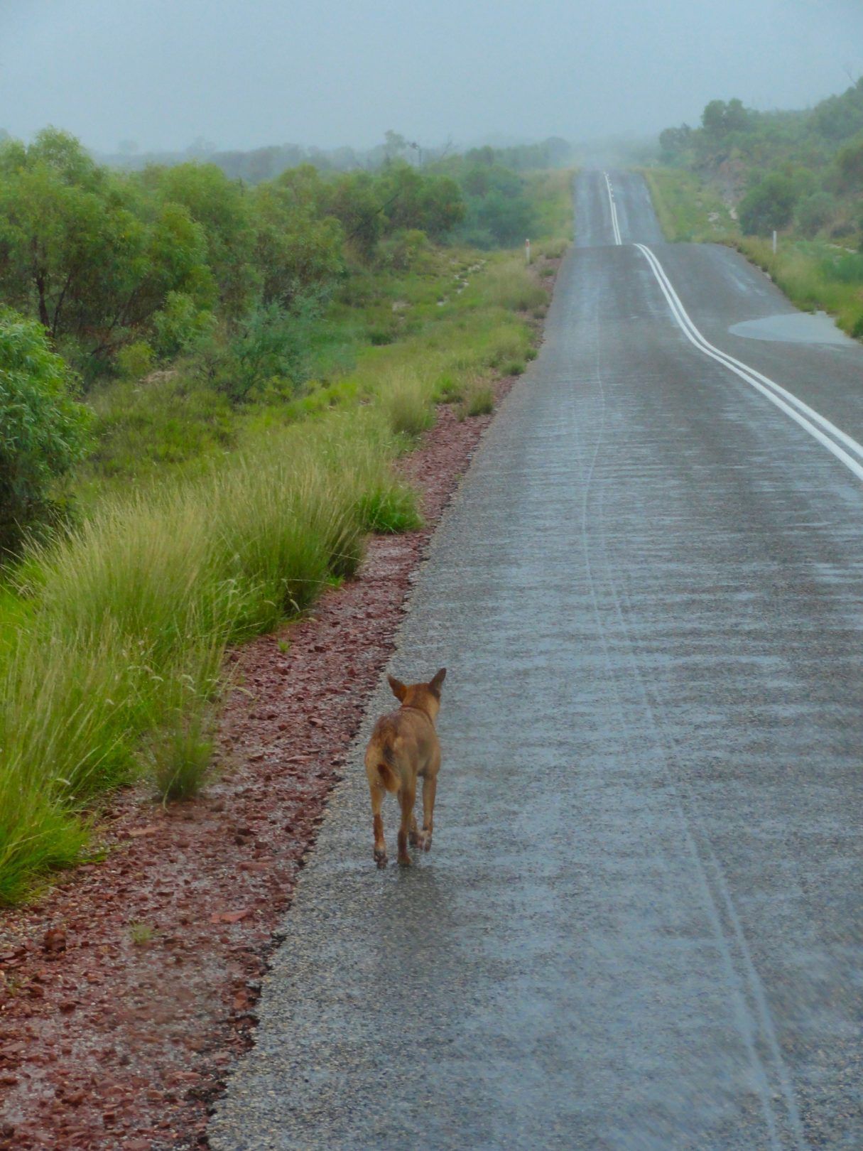 Dingo walking on a wet road in a misty landscape with roadside vegetation.
