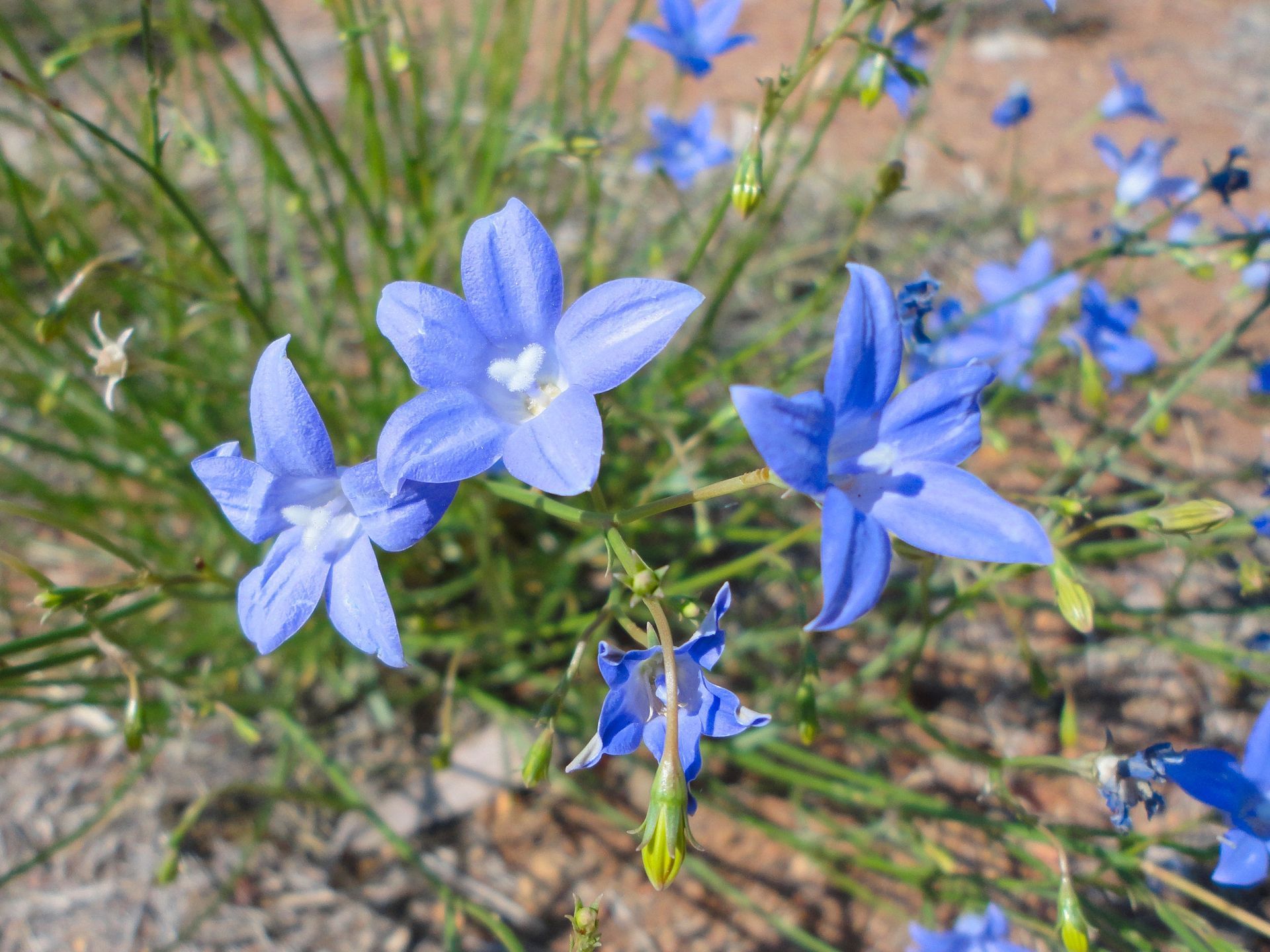Bright blue wildflowers with star-shaped petals bloom amidst green stems and grass.