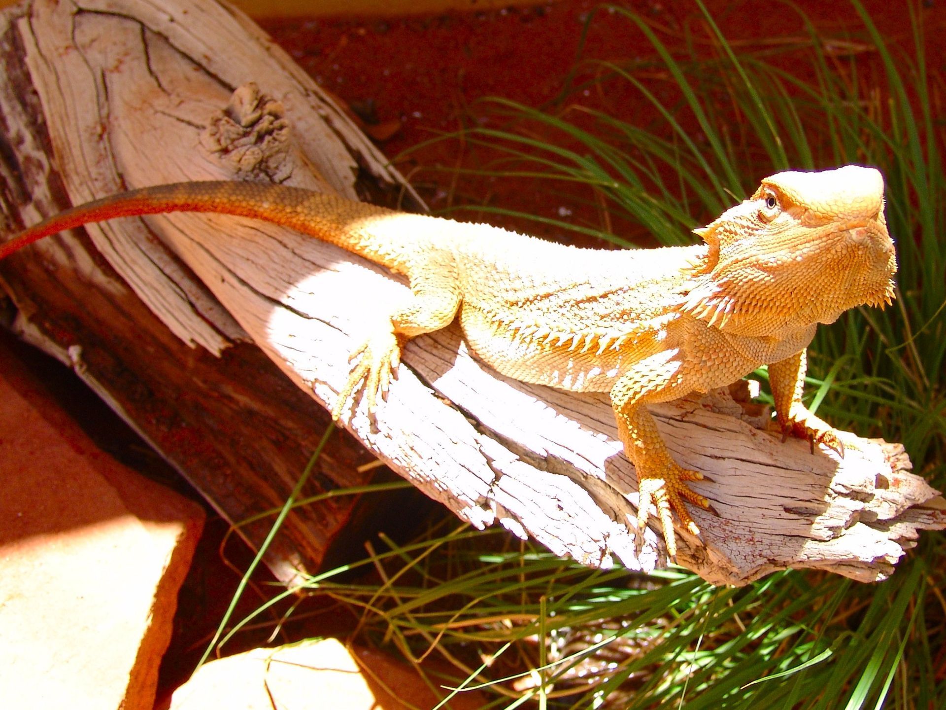 Bearded dragon lizard basking on a weathered log, tan and orange with a reddish tail.