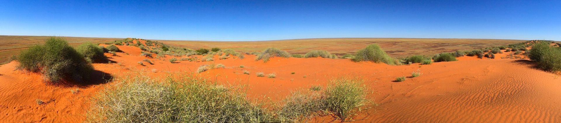 Red desert landscape with green shrubs under a bright blue sky.