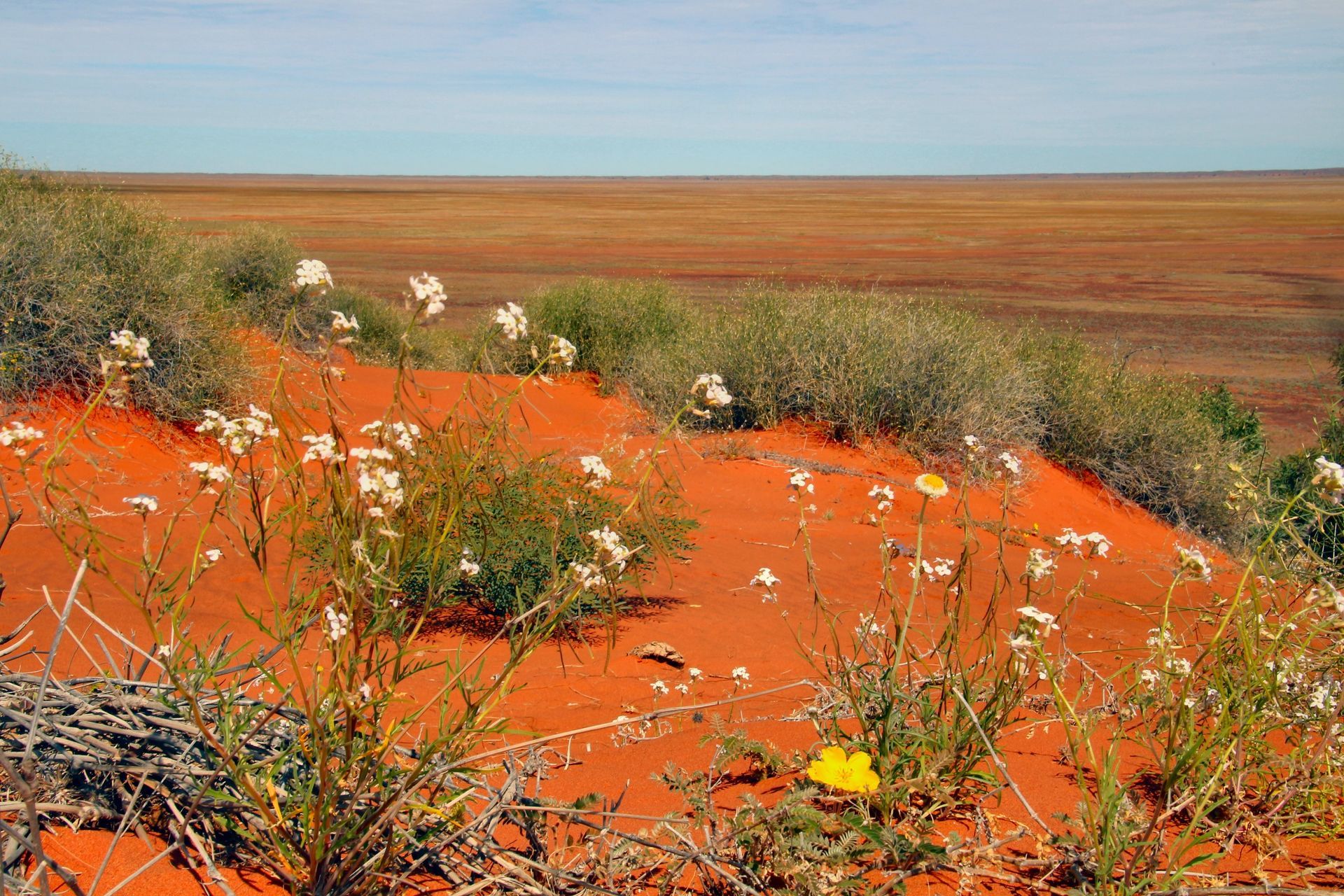 Red sand dunes with white wildflowers, green shrubs, and a flat, reddish plain under a blue sky.