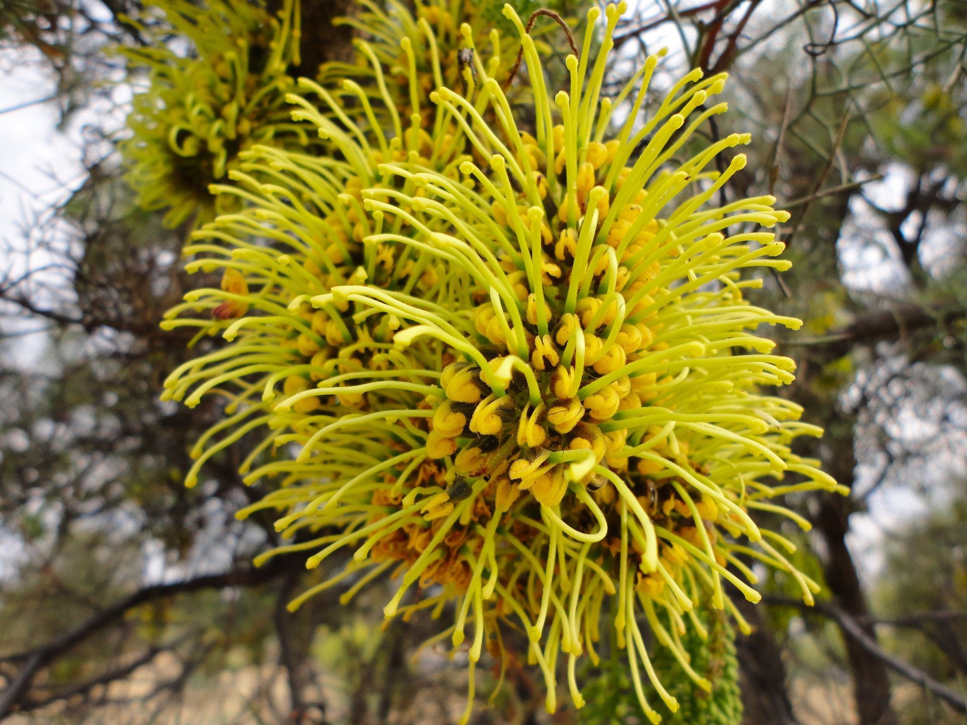 Yellow, spidery flowers blooming on a tree branch, with a blurred background of other branches.