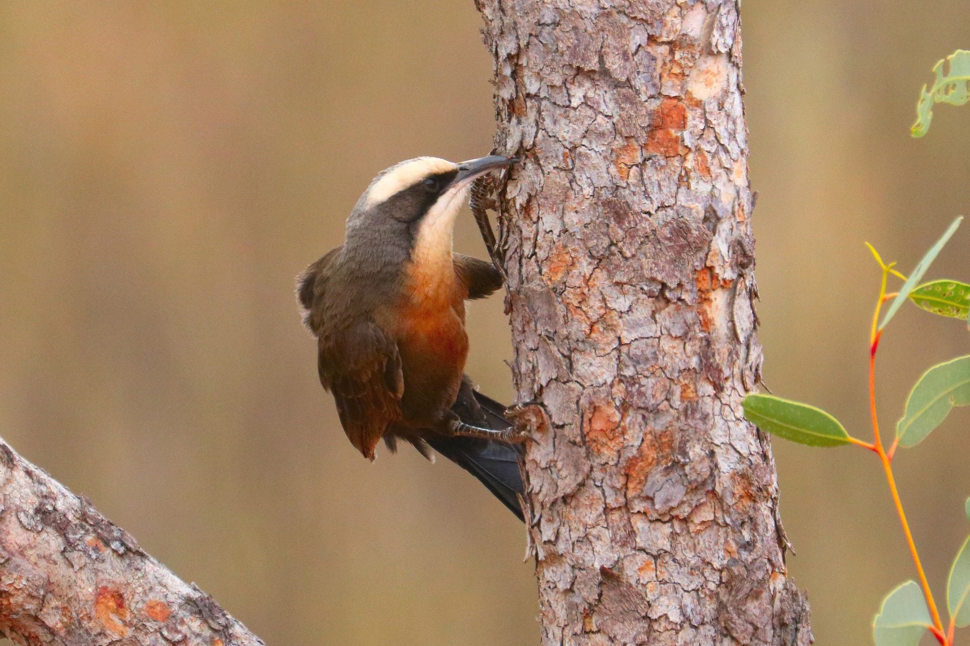 Brown bird with white head pecking at a tree trunk.
