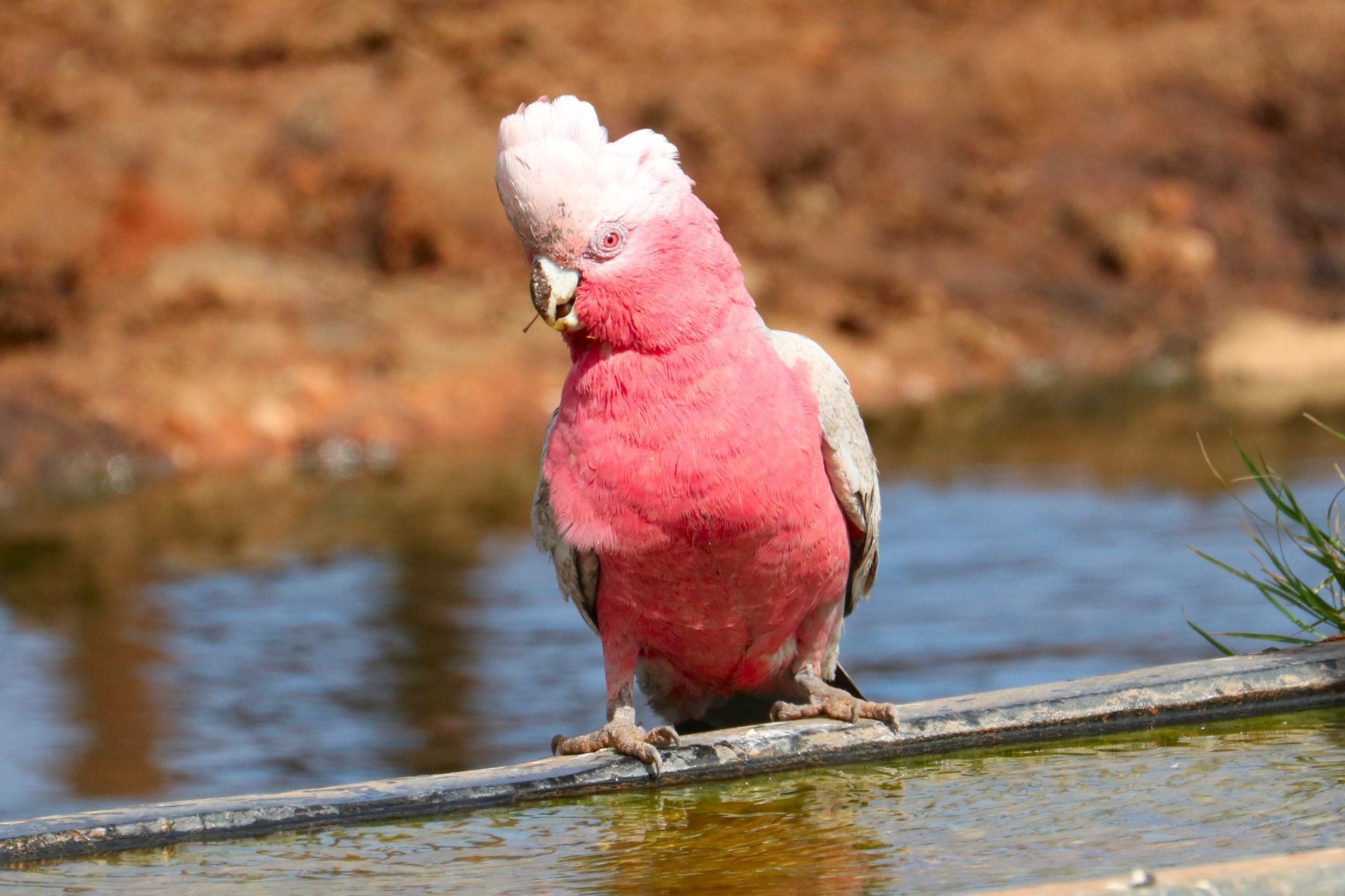 Pink and grey galah in front of water trough, looking left with crest raised.