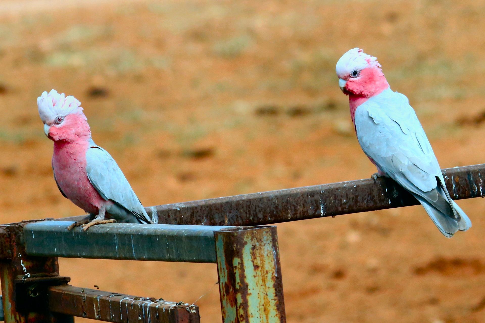 Two pink and gray galahs perched on a rusted metal fence in a field.