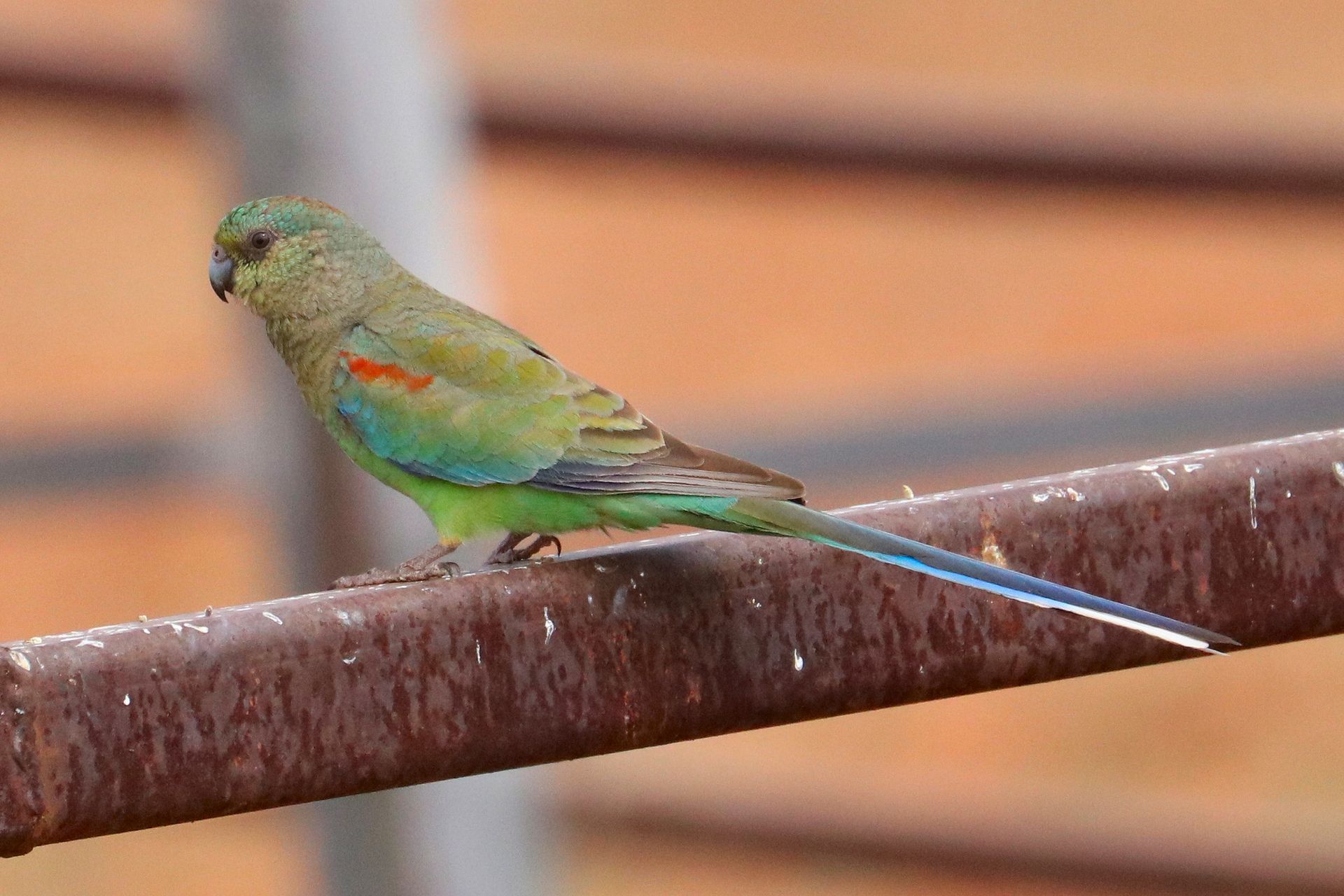Green parrot with blue wings and tail perched on a rusty metal bar.