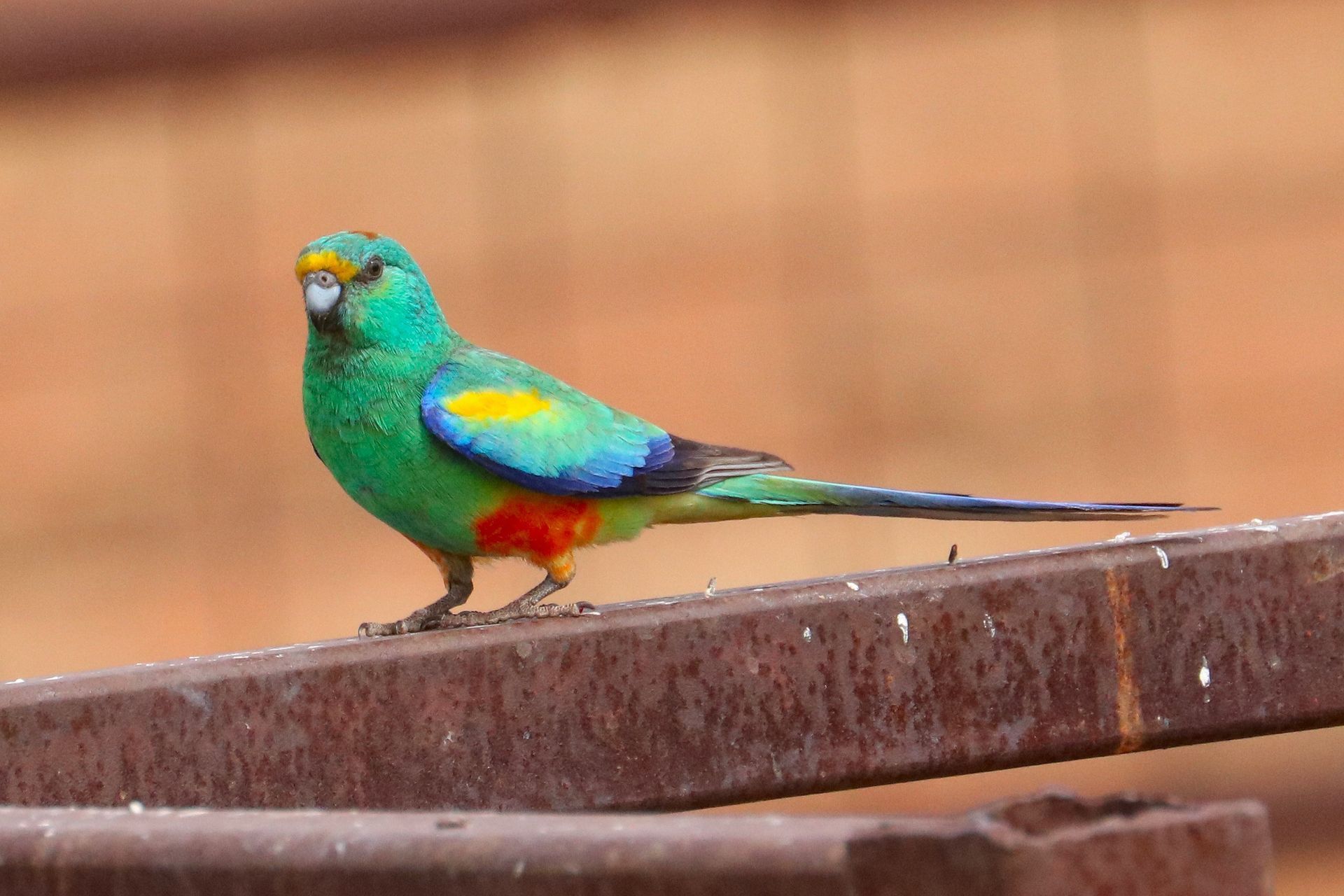 Green and blue parrot with yellow markings perched on a rusty metal bar.
