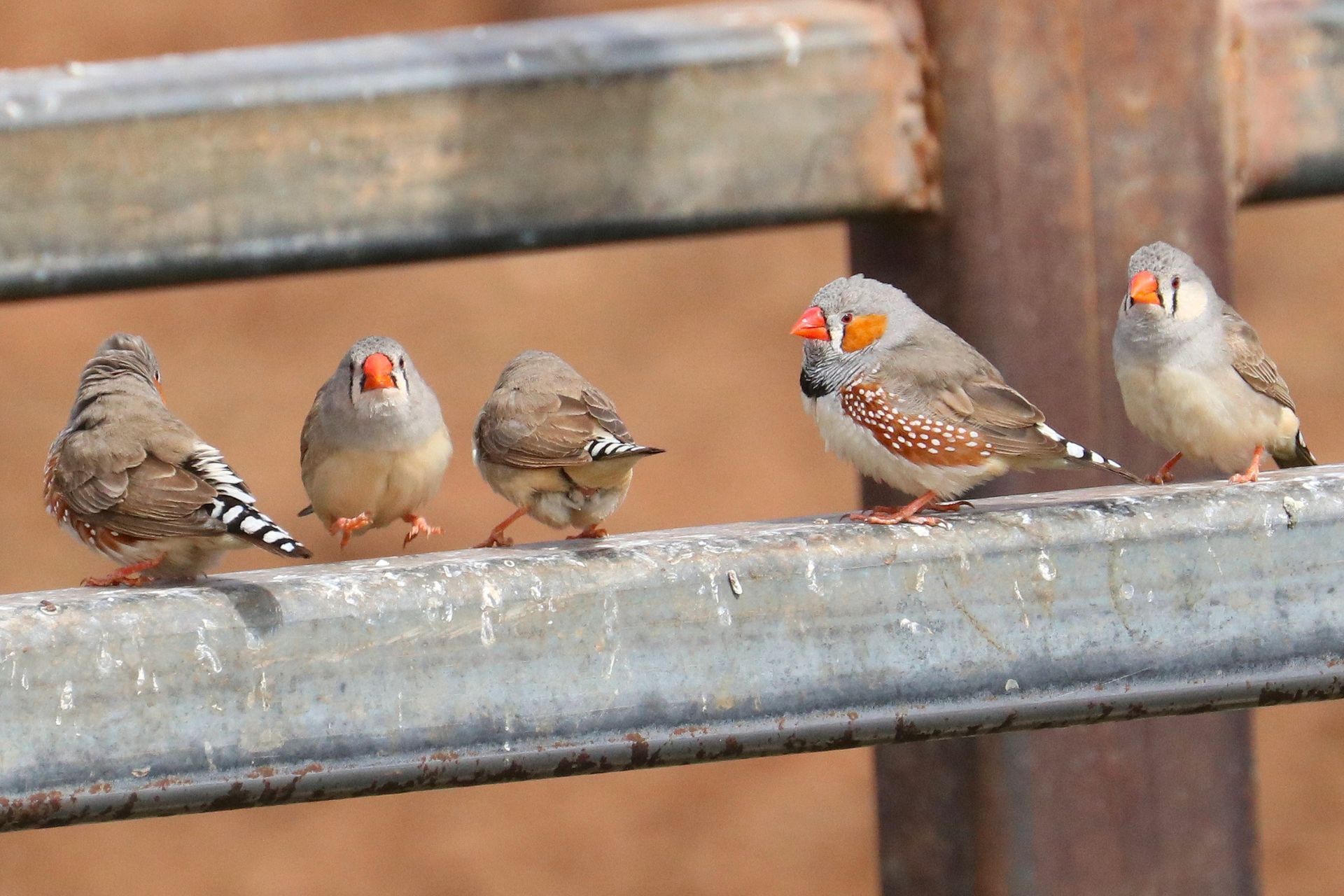 Five zebra finches perched on a metal rail, heads alert. Two have orange beaks, one with a black patch.