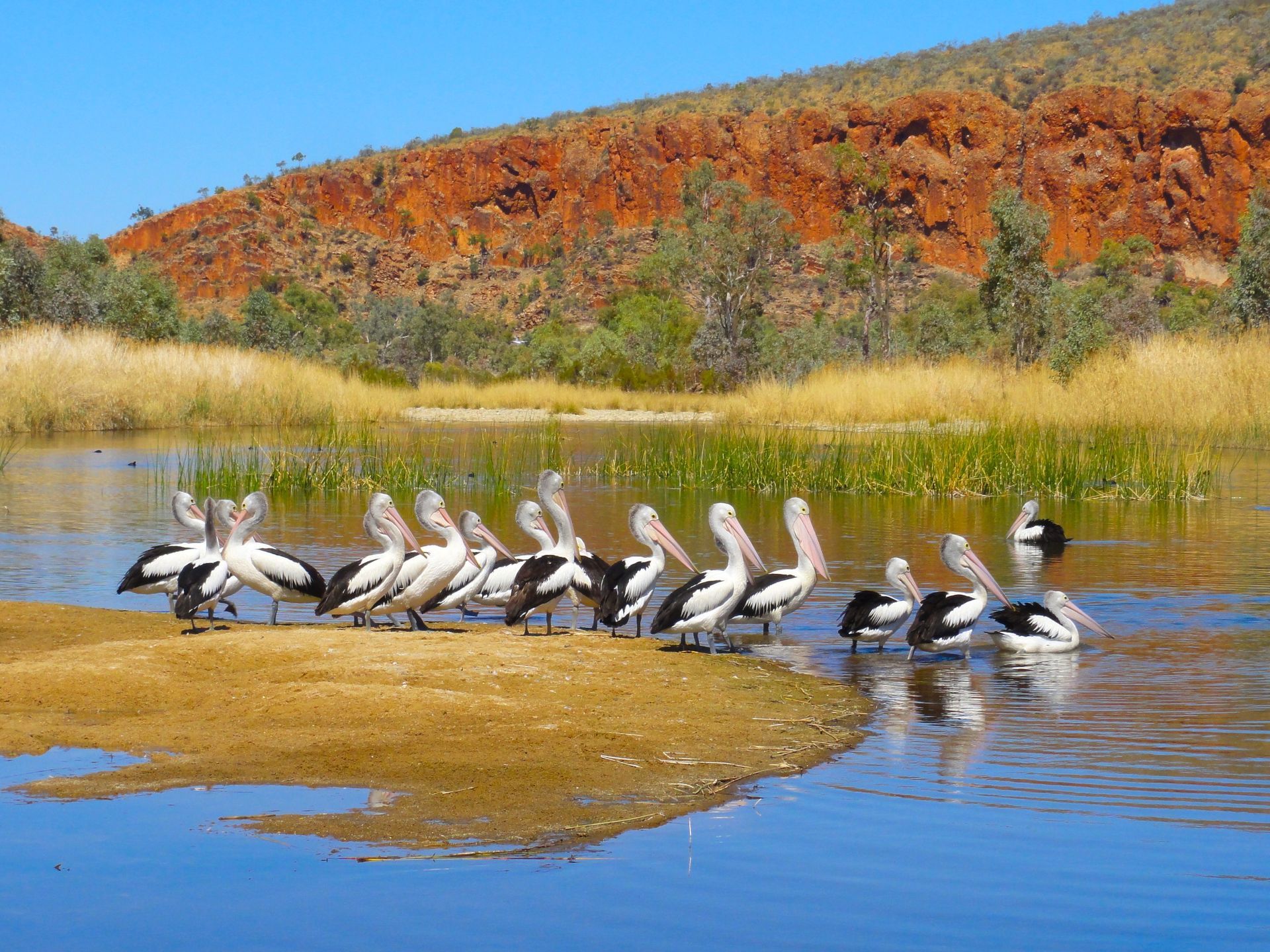 A flock of pelicans on a sandy shore of a pond, with red rock mountains in the background.