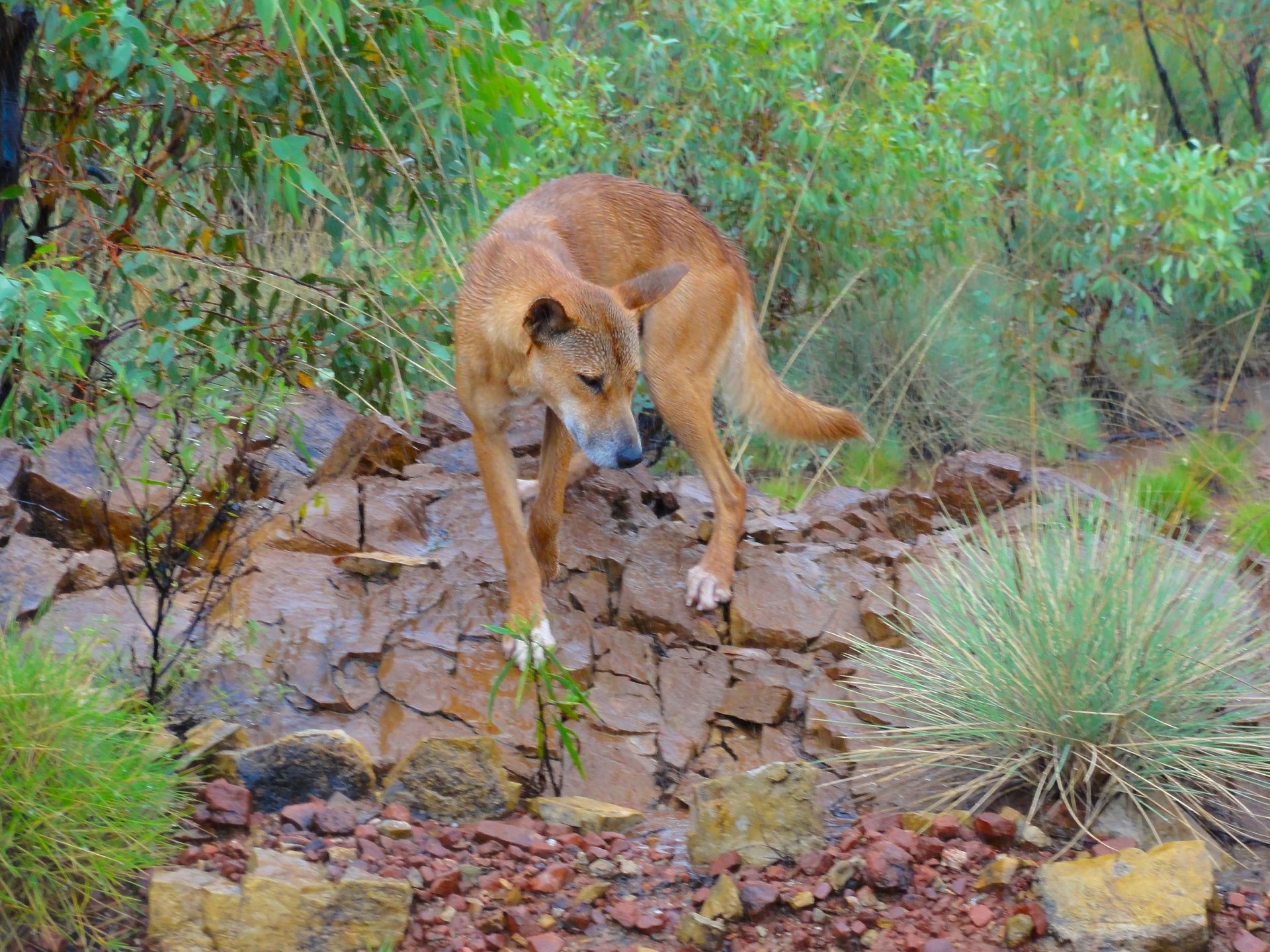 A tan dingo stands on a rocky ledge, scratching itself. Green foliage surrounds it.