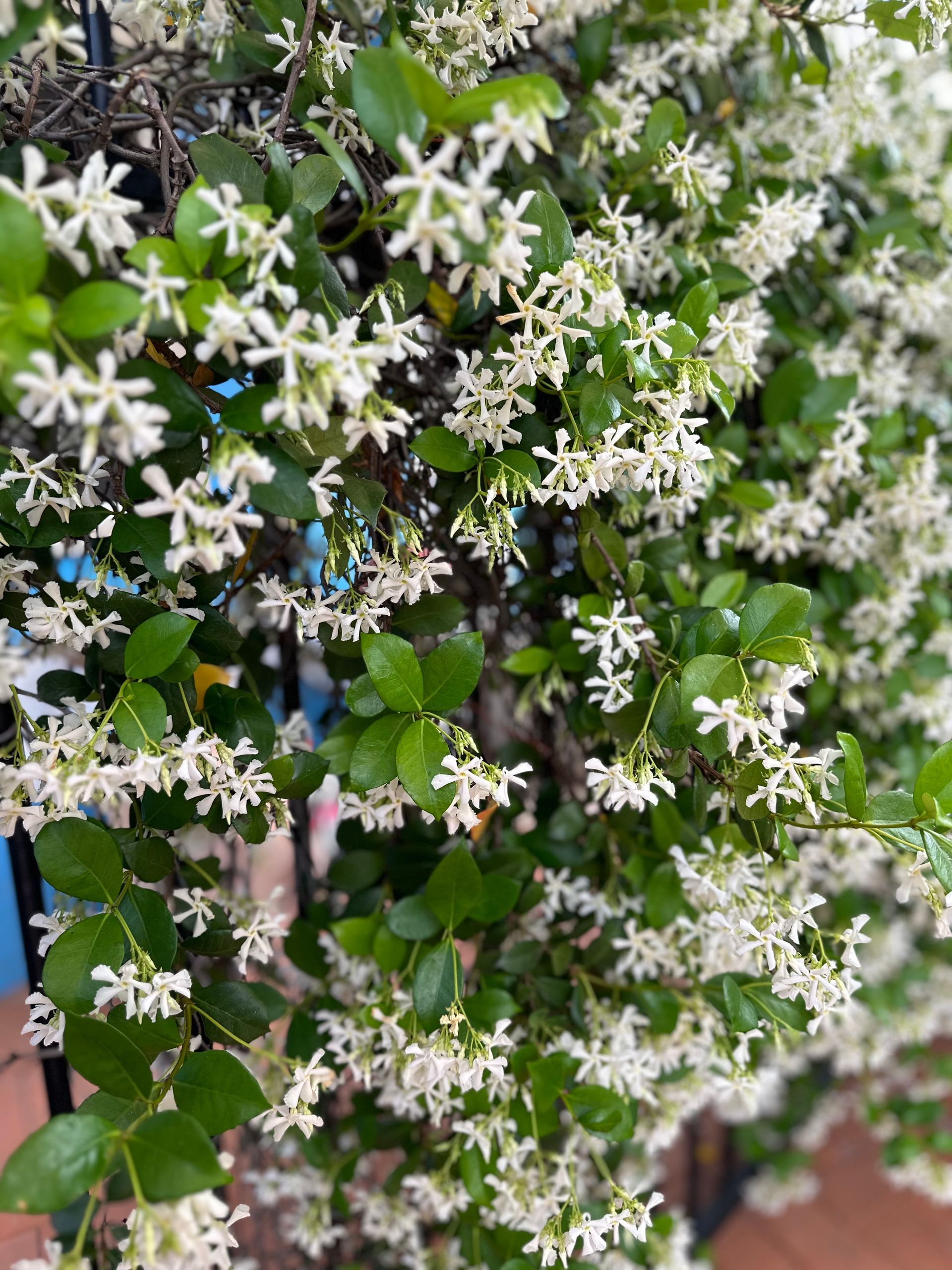 Climbing jasmine with small white star-shaped flowers and glossy green leaves.