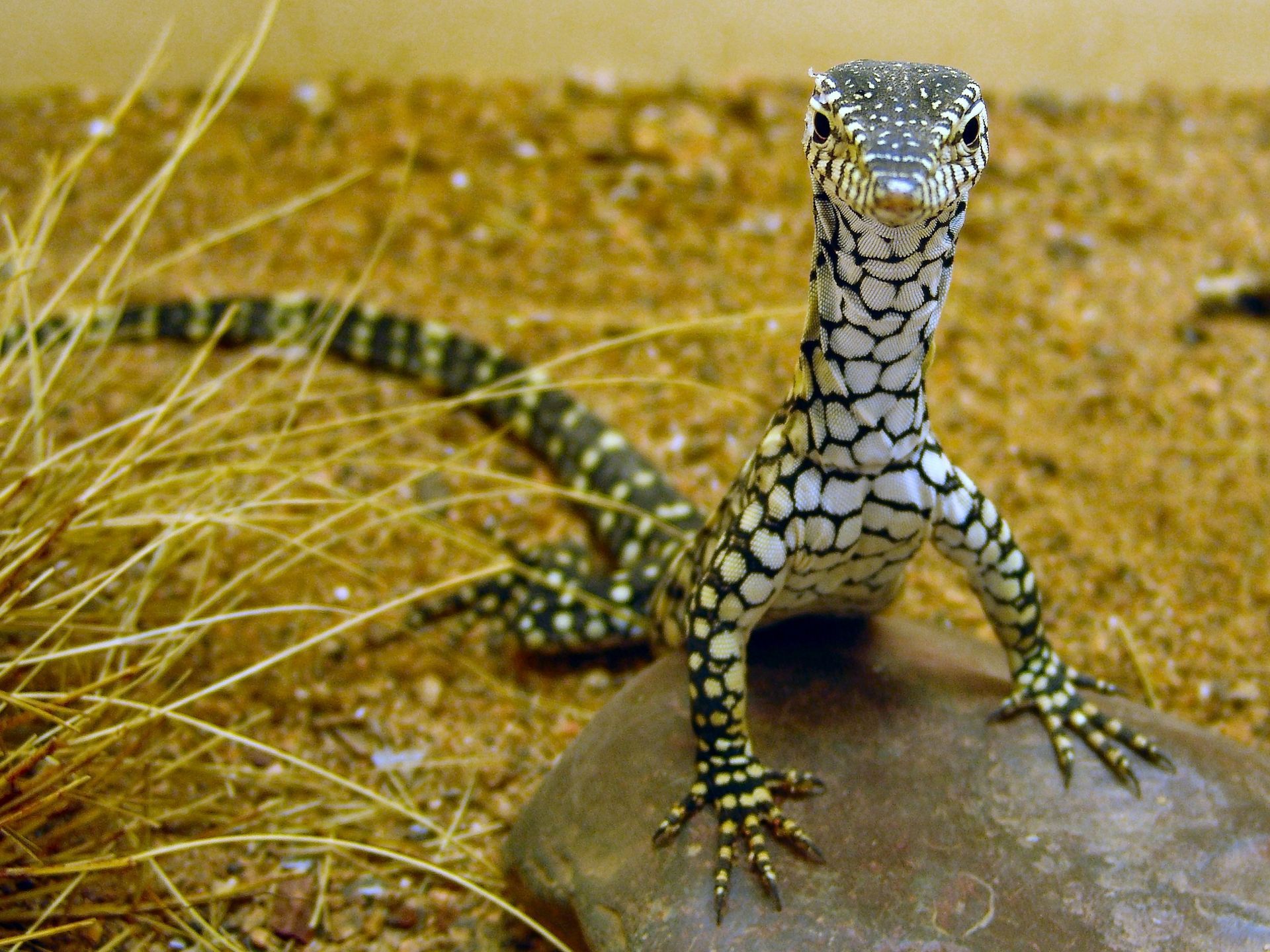 Monitor lizard with speckled white and dark pattern, standing on a rock.