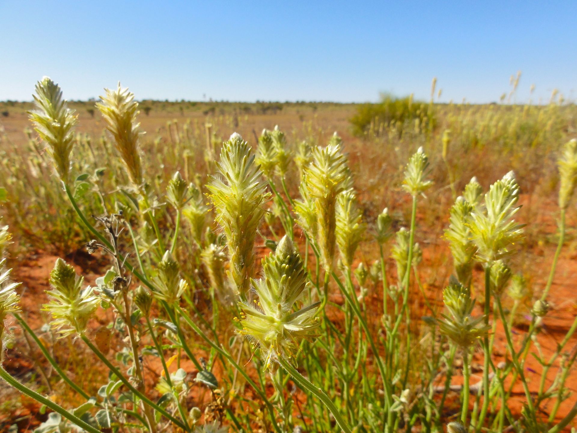 Yellow, spike-like wildflowers in bloom in a reddish-brown desert landscape with a blue sky.