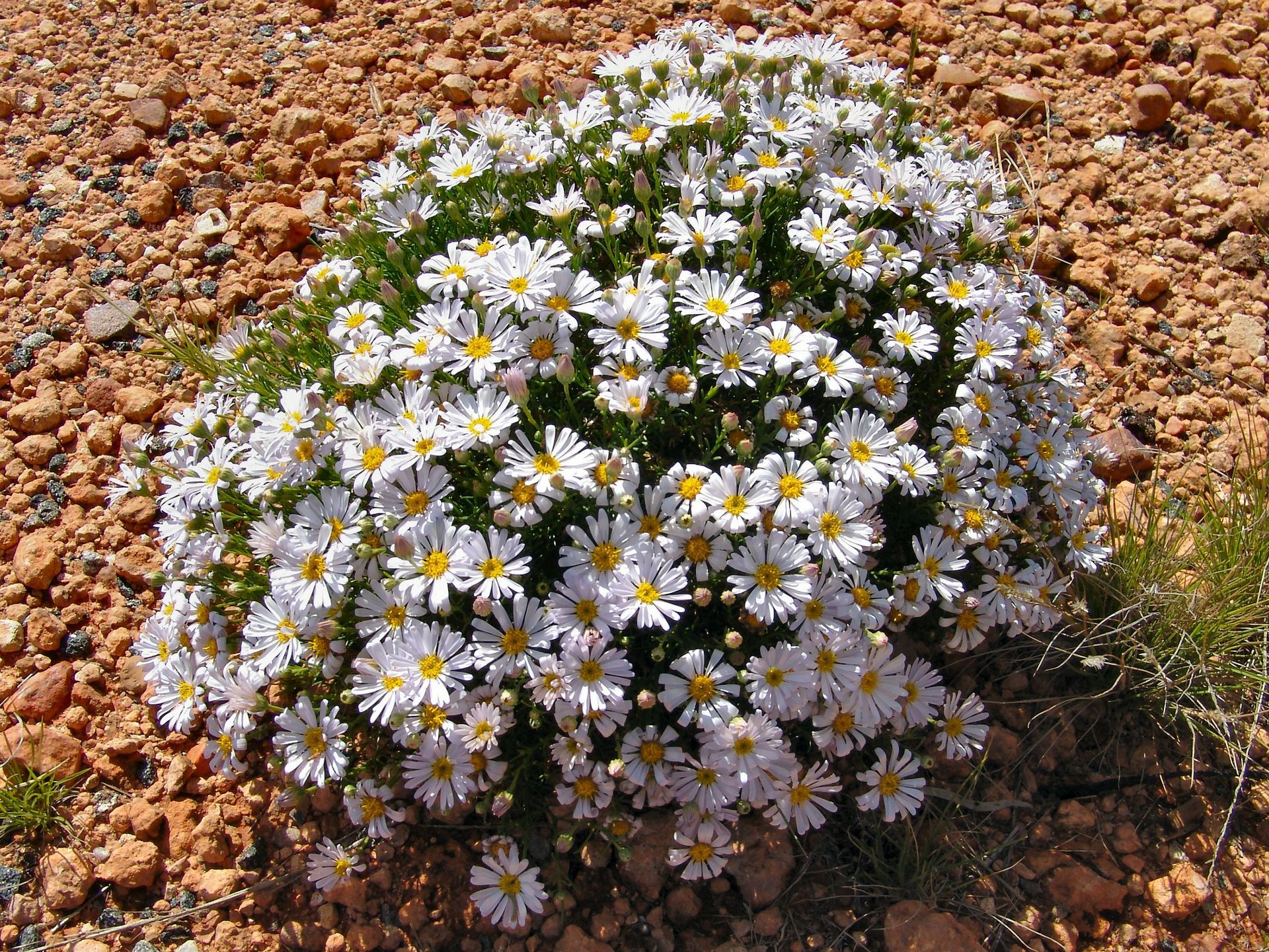 A dense cluster of white daisy-like flowers with yellow centers grows in red dirt.