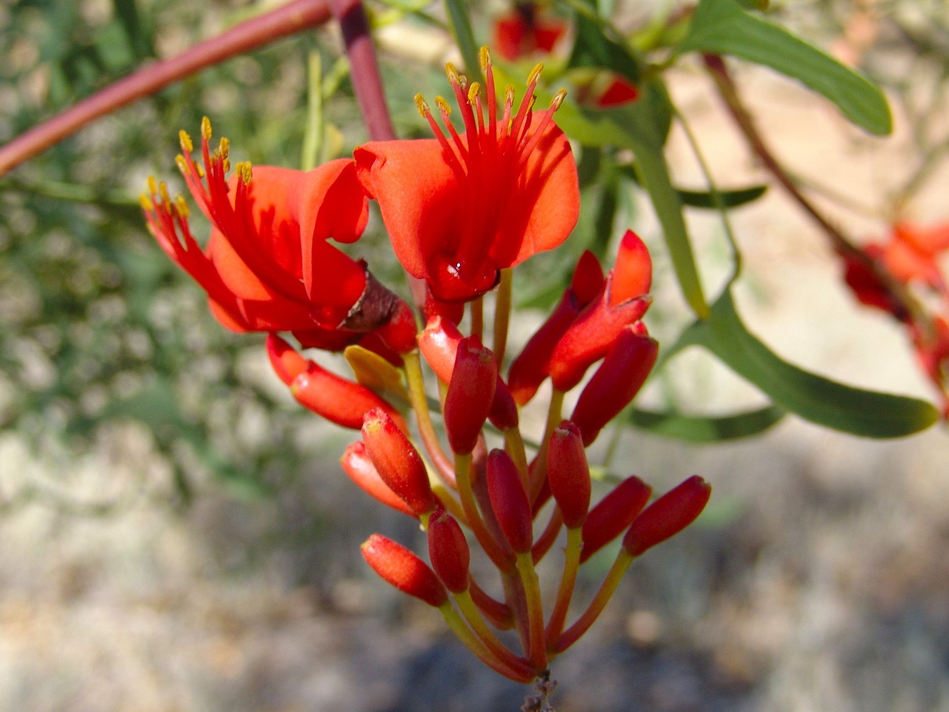 Bright red desert flowers with yellow stamens and green leaves.