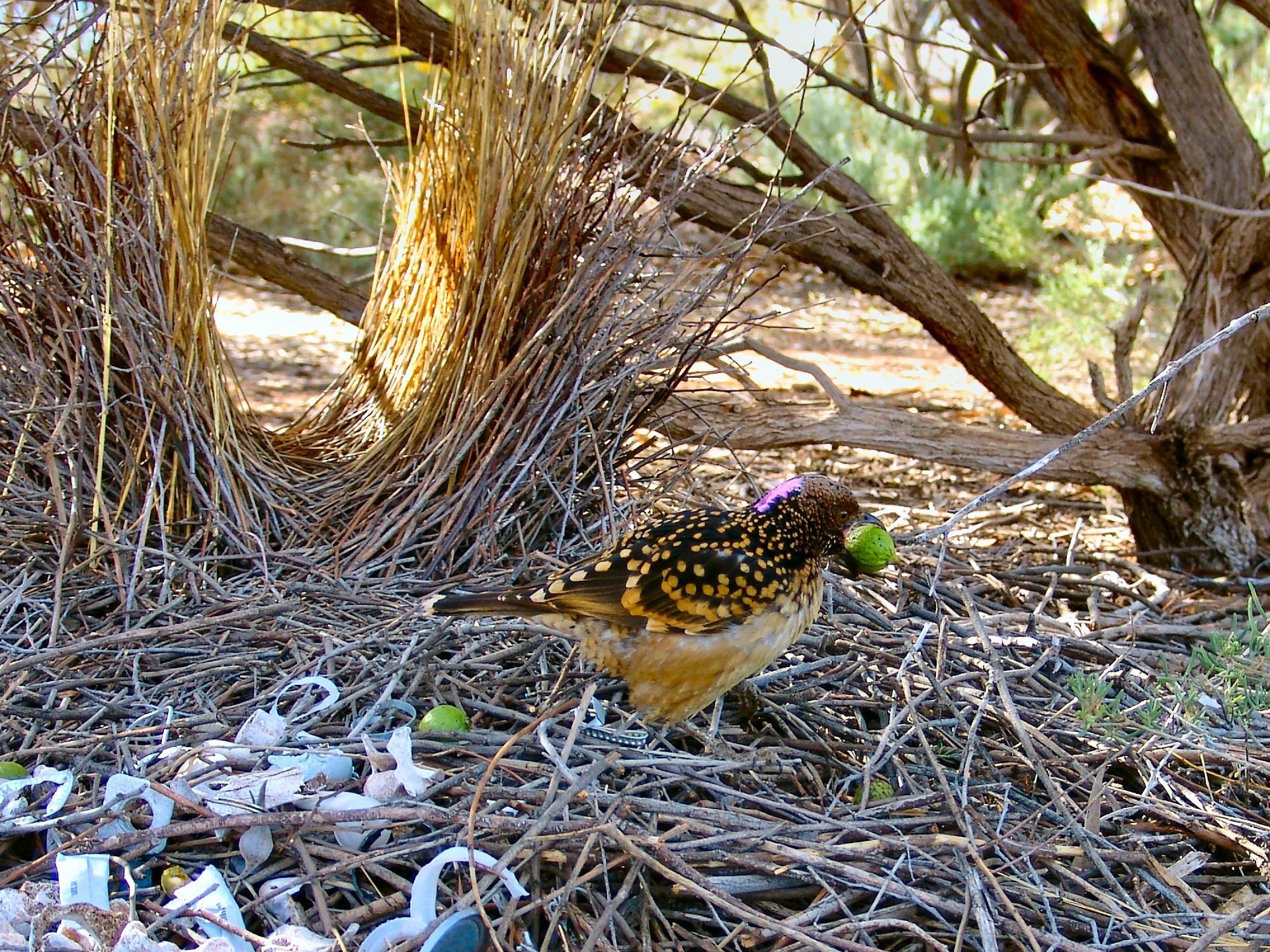 Bird with green object in beak near large nest in brown brush.