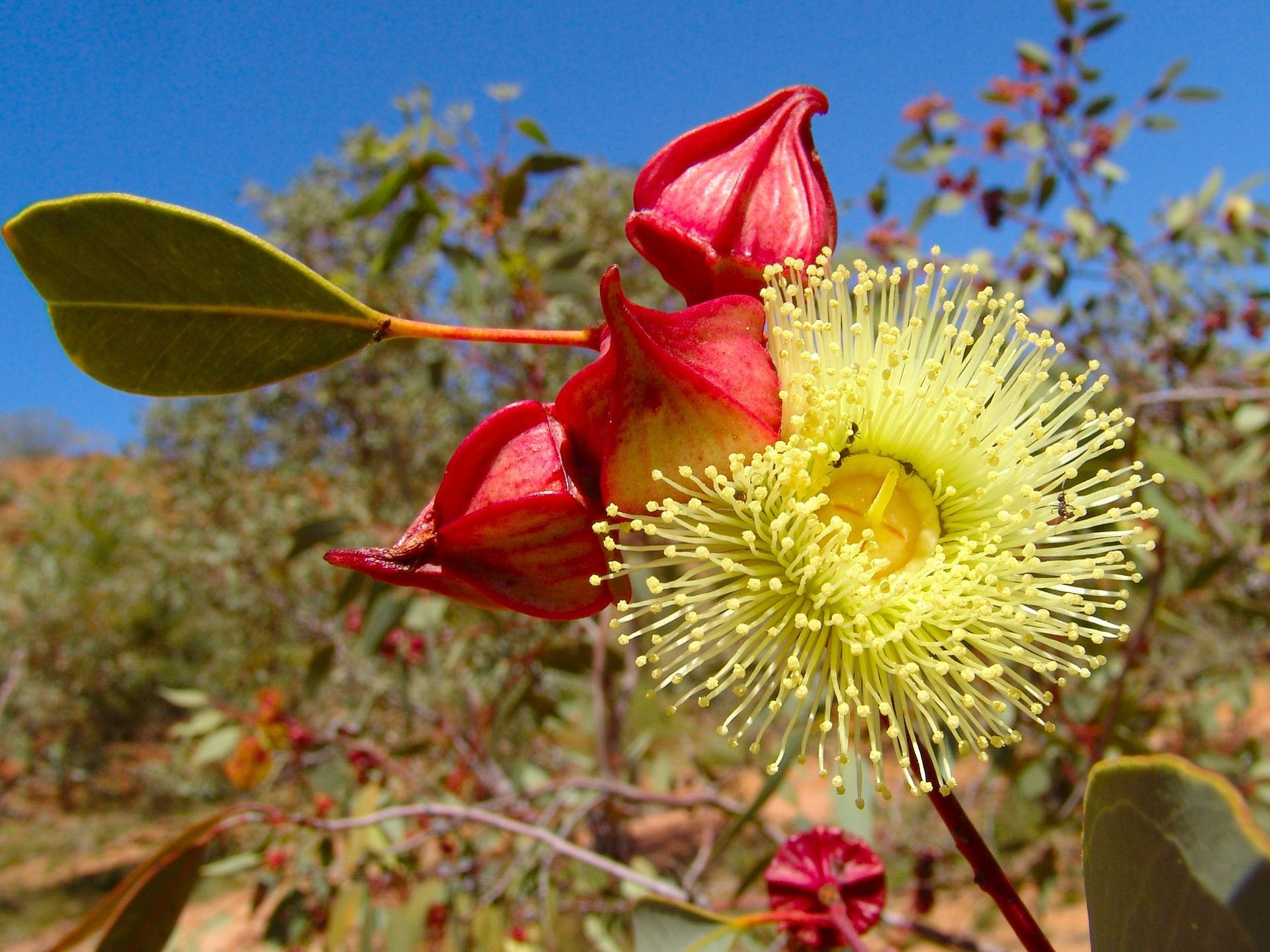 Yellow and red flowering desert plant with a blue sky background.