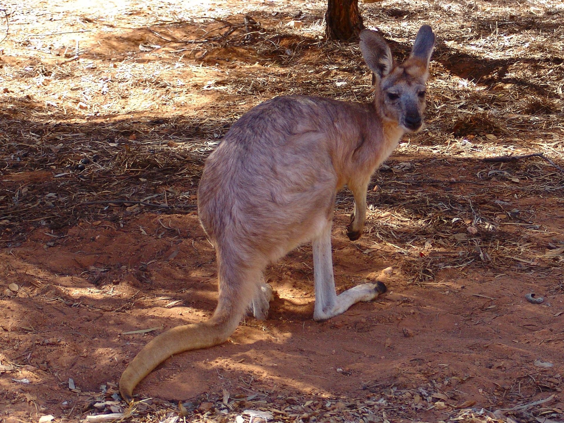 A kangaroo standing on red dirt under a tree, looking towards the camera.
