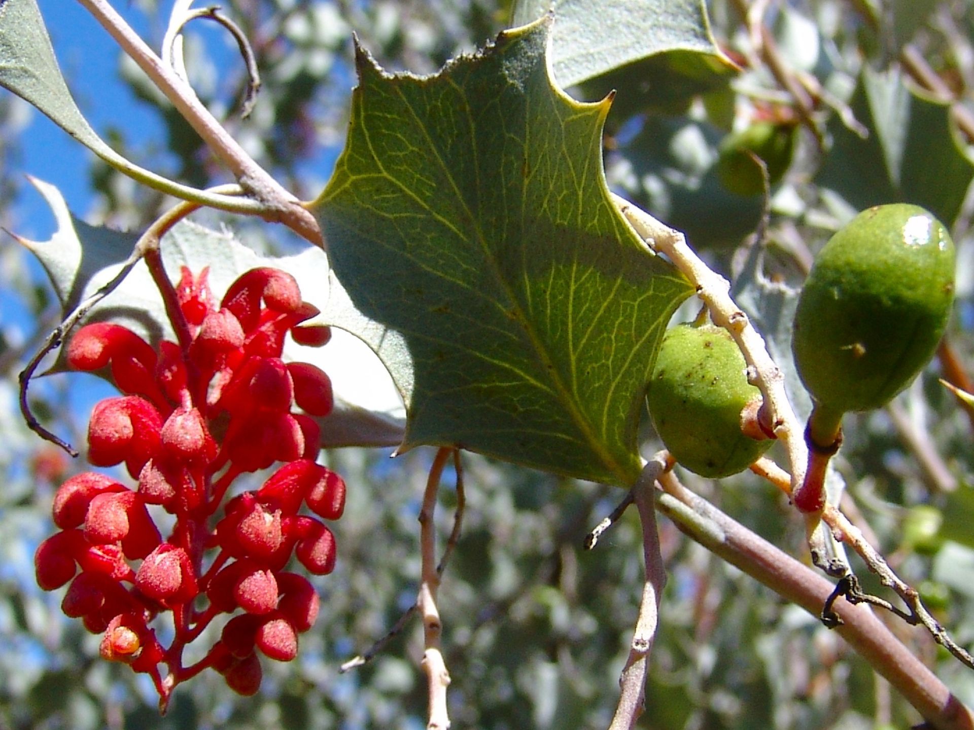 Red flower cluster and green fruit on a tree branch, with silver leaves.