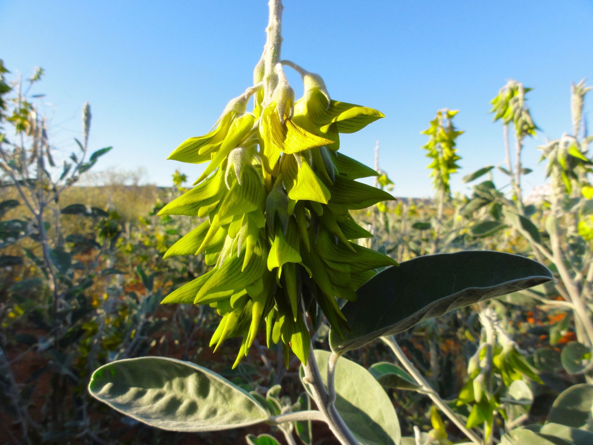 Green flowering plant with layered petals in a field, under a blue sky.