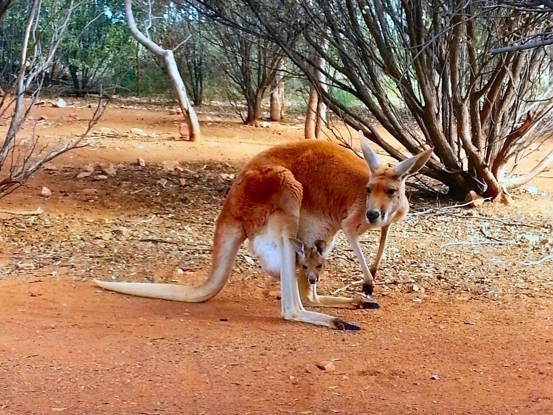 Red kangaroo in a reddish-brown, sandy environment, with some trees in the background.