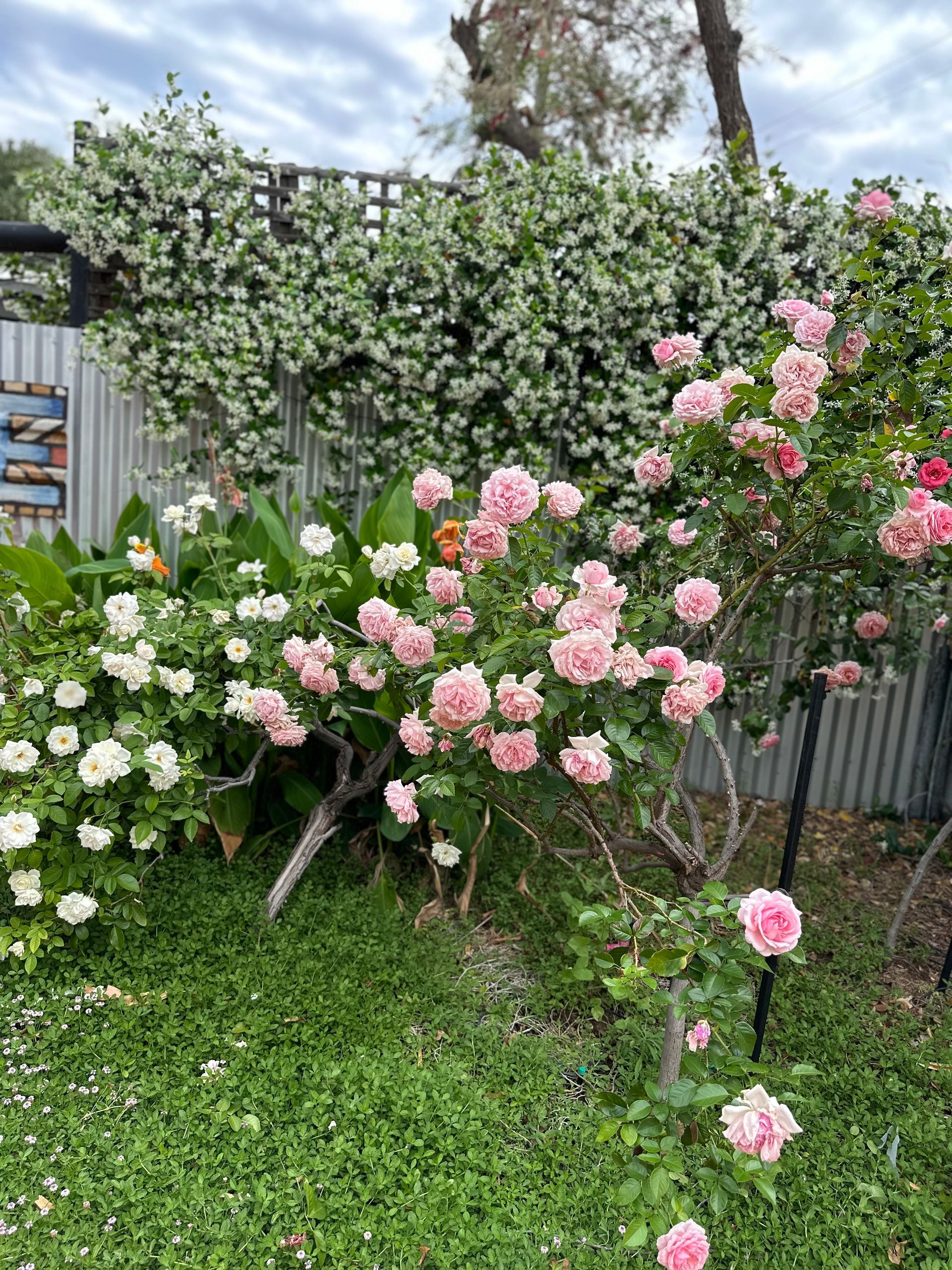 Pink roses blooming in a garden with white flowers and a climbing plant on a fence.