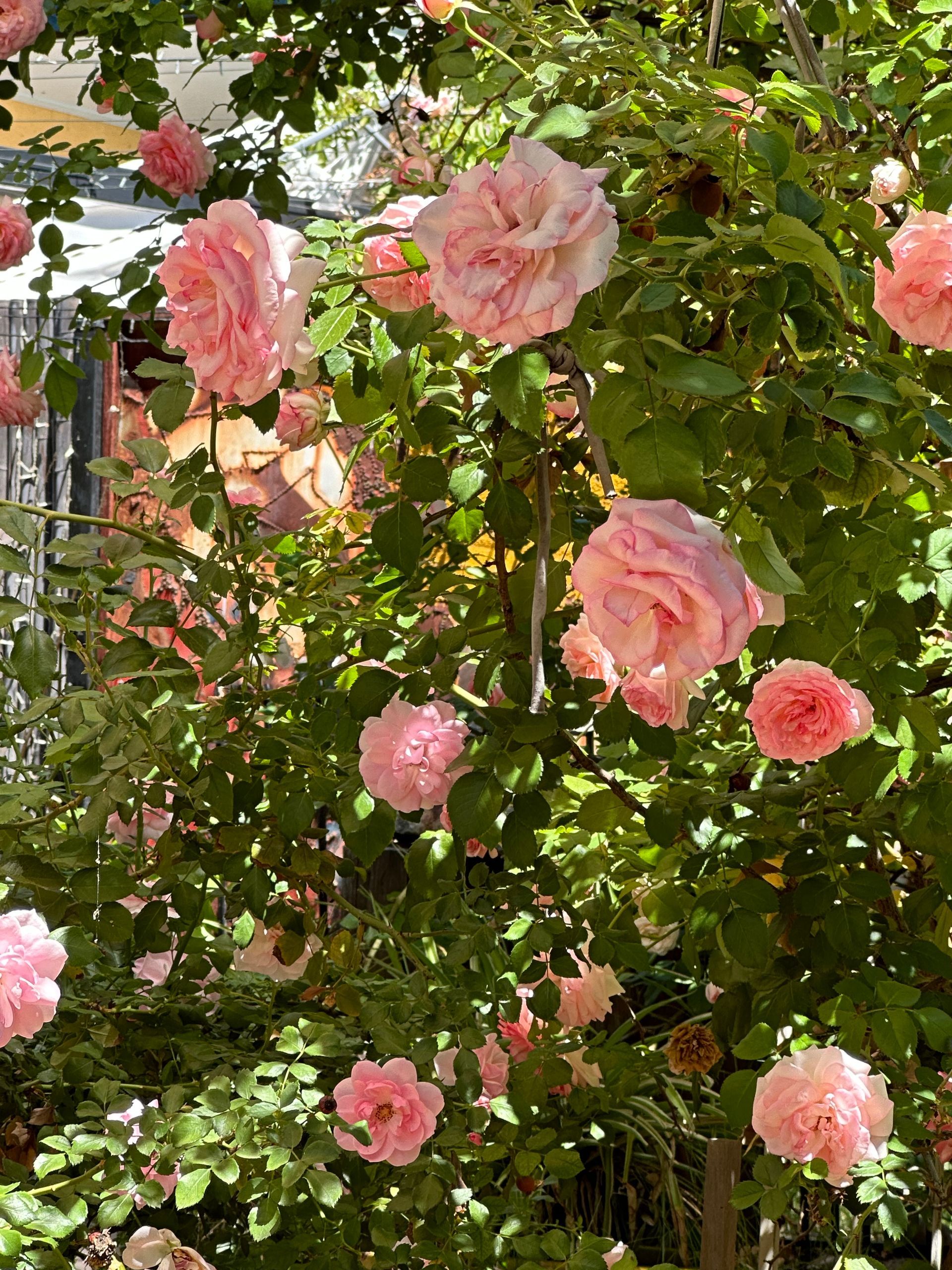 Pink roses blooming on a bush in sunlight.