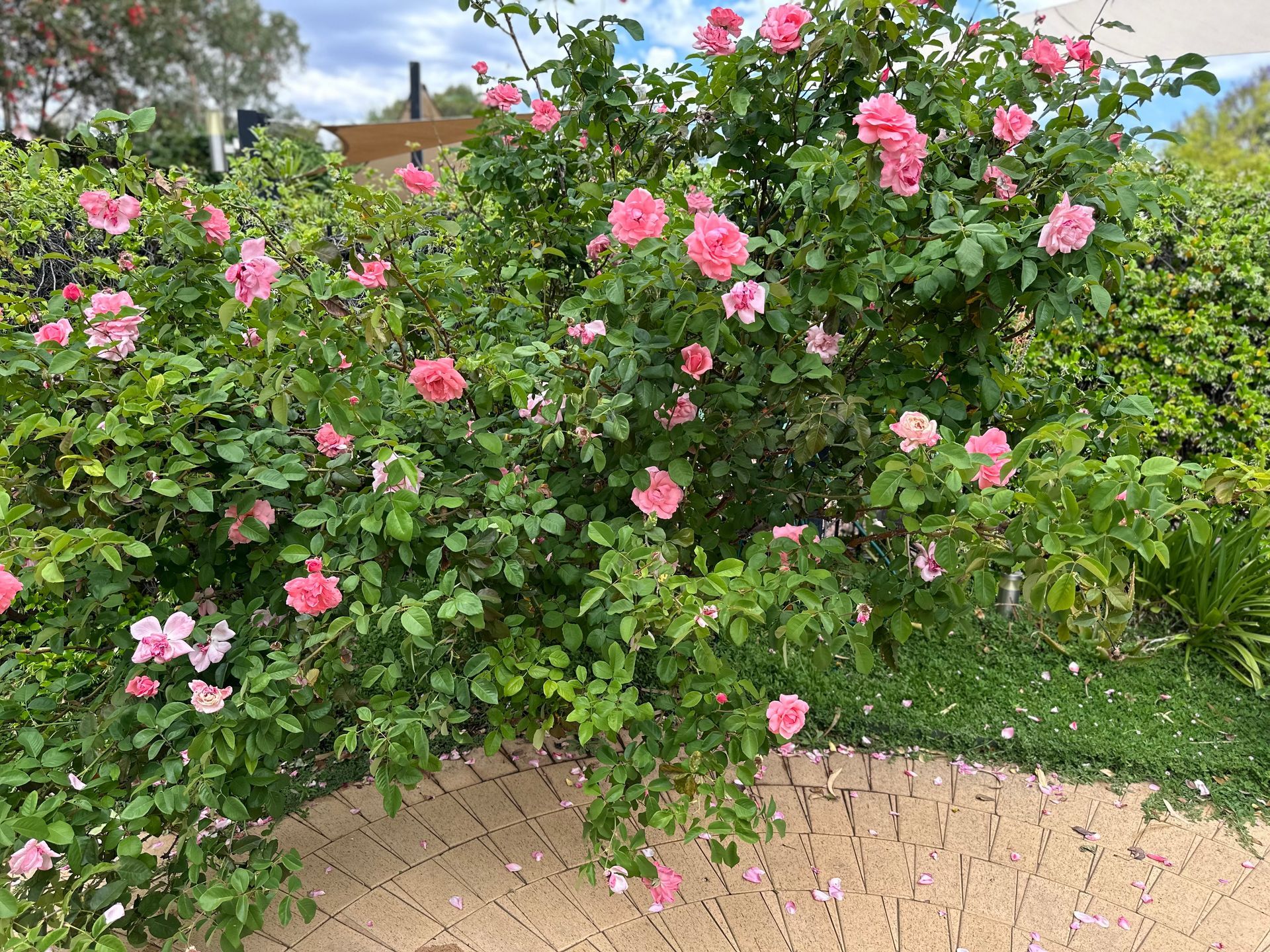 Pink rose bush in full bloom, surrounded by green foliage, on a brick patio.