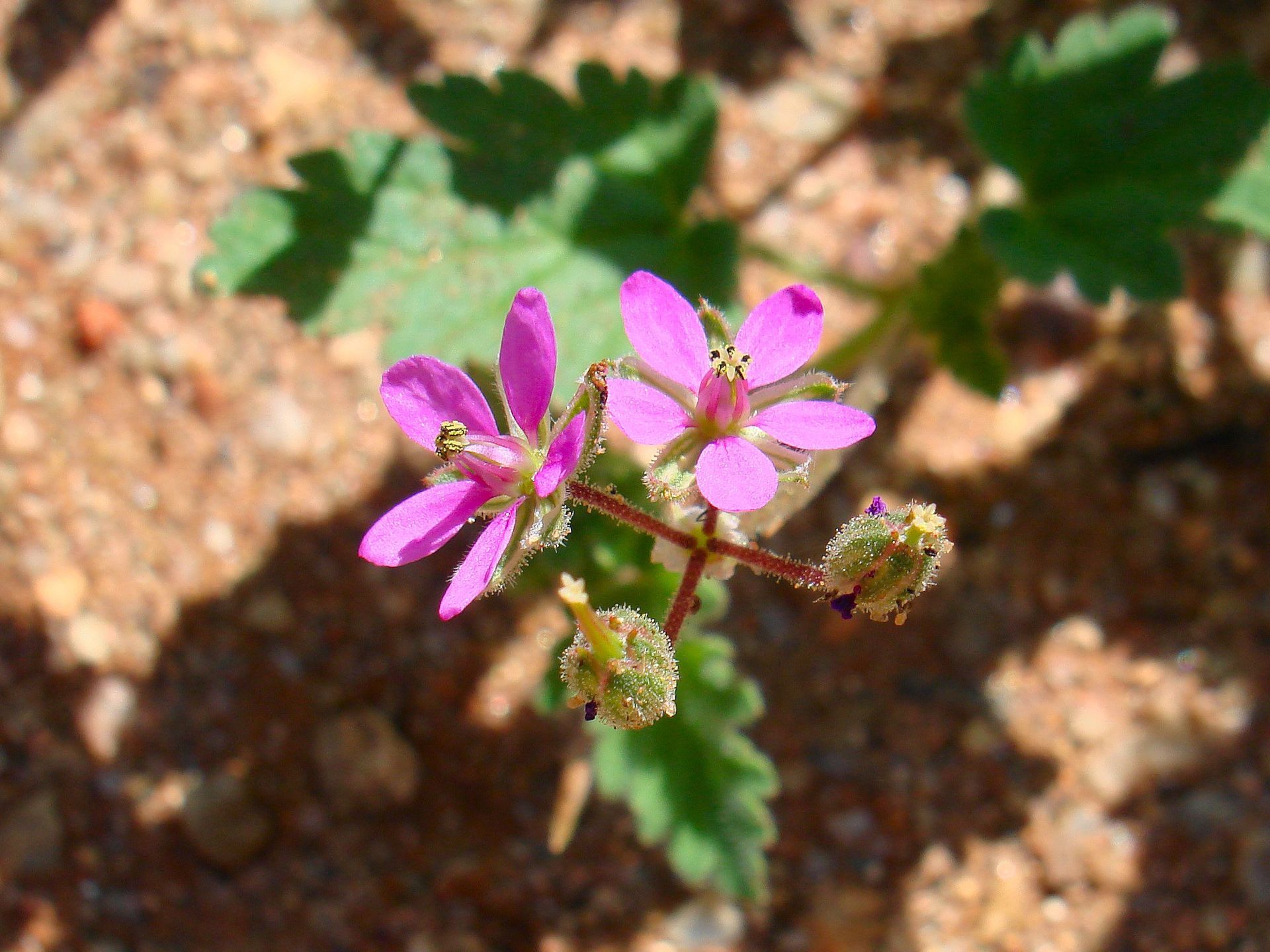 Pink wildflowers with green leaves and seed pods on sandy ground.