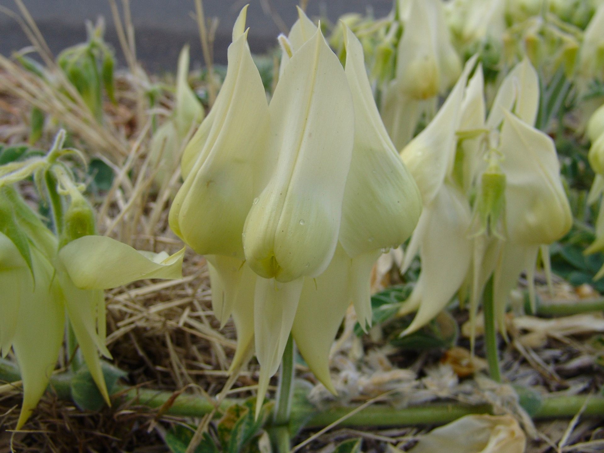 Cream-colored flowers of a Lotus plant with pendulous, lantern-like blooms.