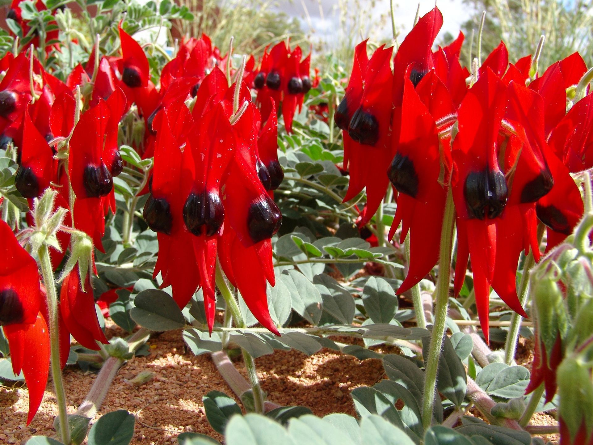 Bright red, parrot-beak shaped flowers with black centers, growing in a field of green foliage.