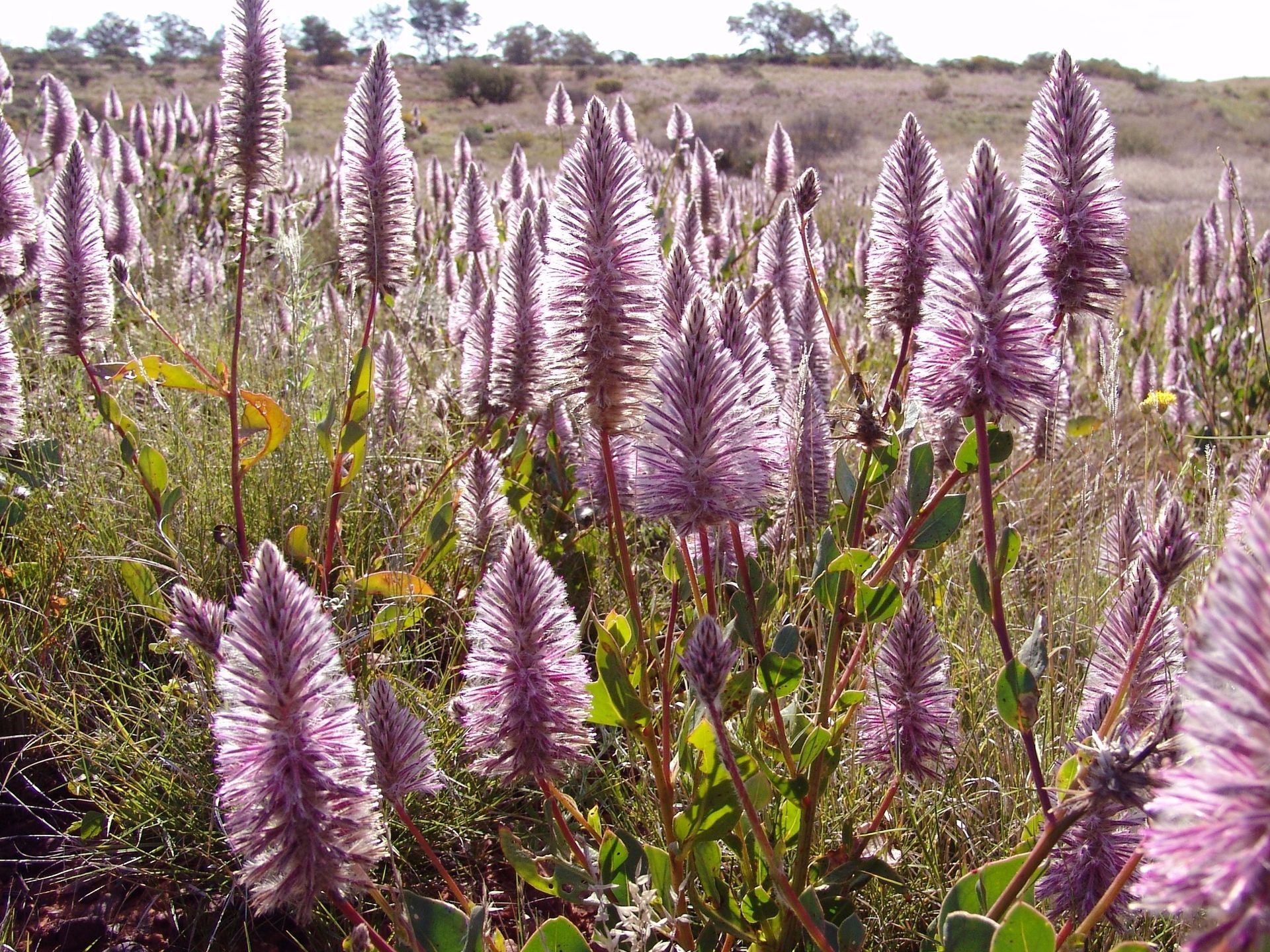 Field of tall, spiky, purple flowers in sunlight. Green leaves and a blurred background of trees and grass.