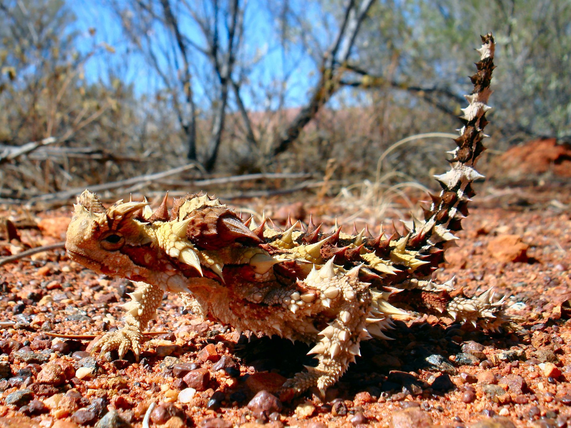 Thorny devil lizard on red dirt ground, camouflaged with spiky scales, looking forward.