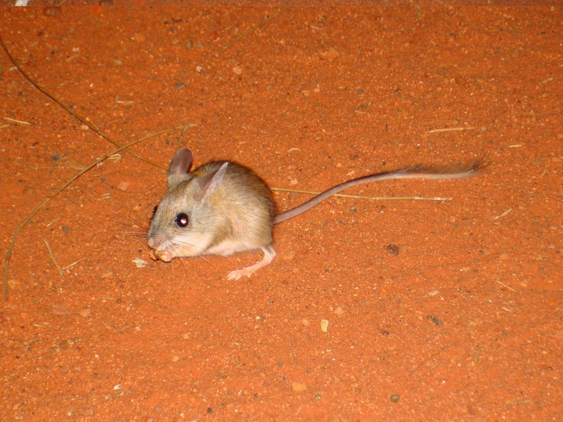 Tan mouse on red dirt, looking forward with its tail extended.