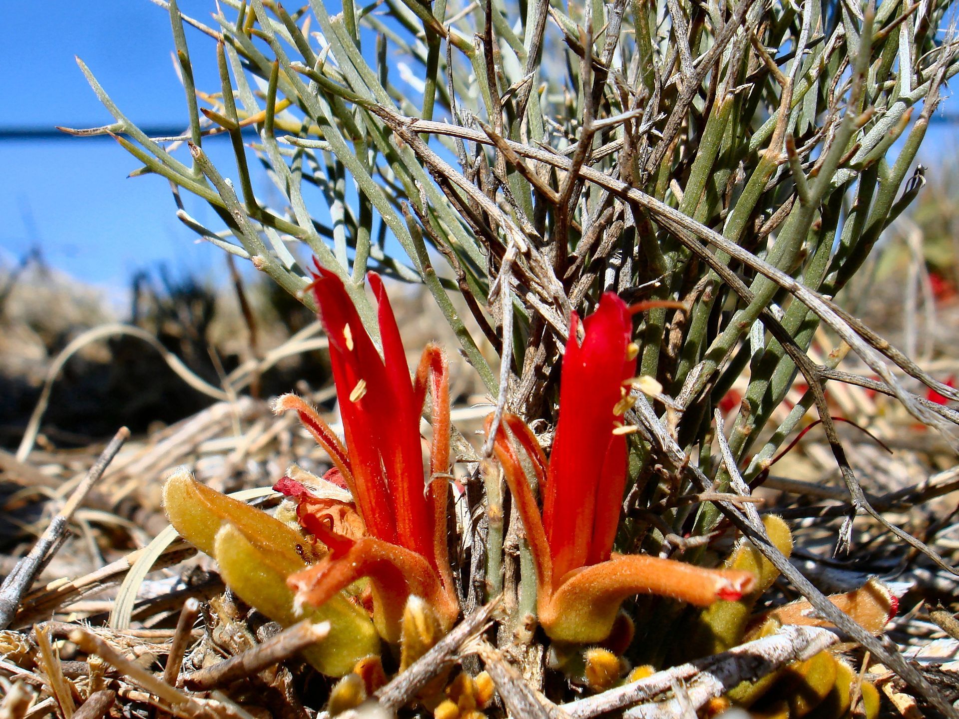 Bright red desert flowers with slender petals emerge from dry, sparse vegetation.