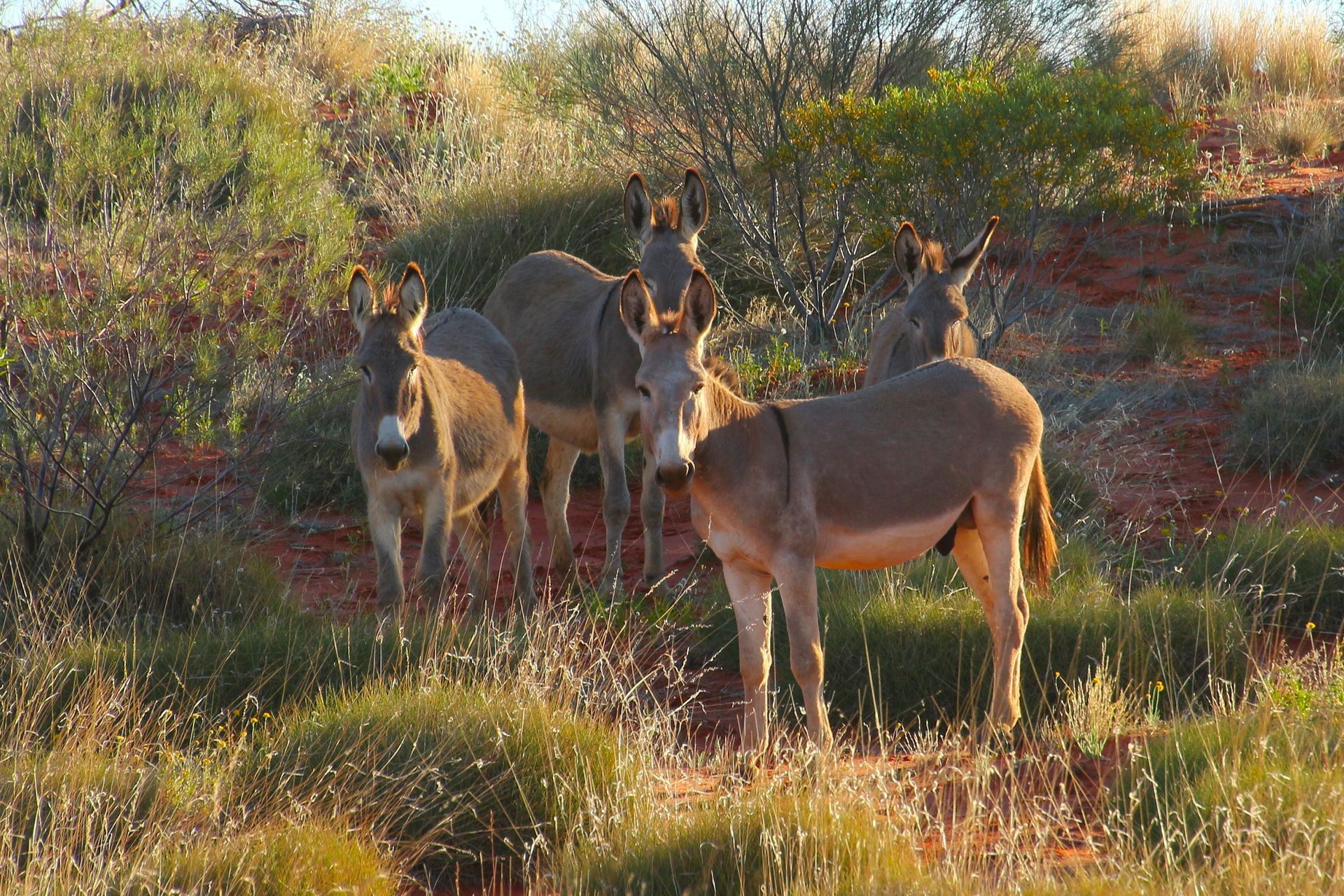 Five donkeys standing in a field of dry grasses and brush, possibly in a desert setting.