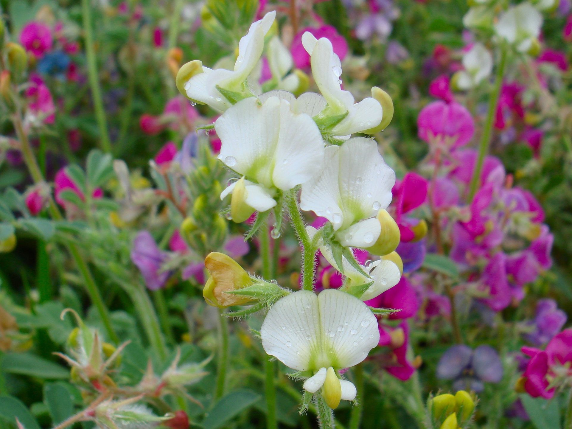 White and yellow wildflowers in a field, with pink and purple blooms in the background, close-up.