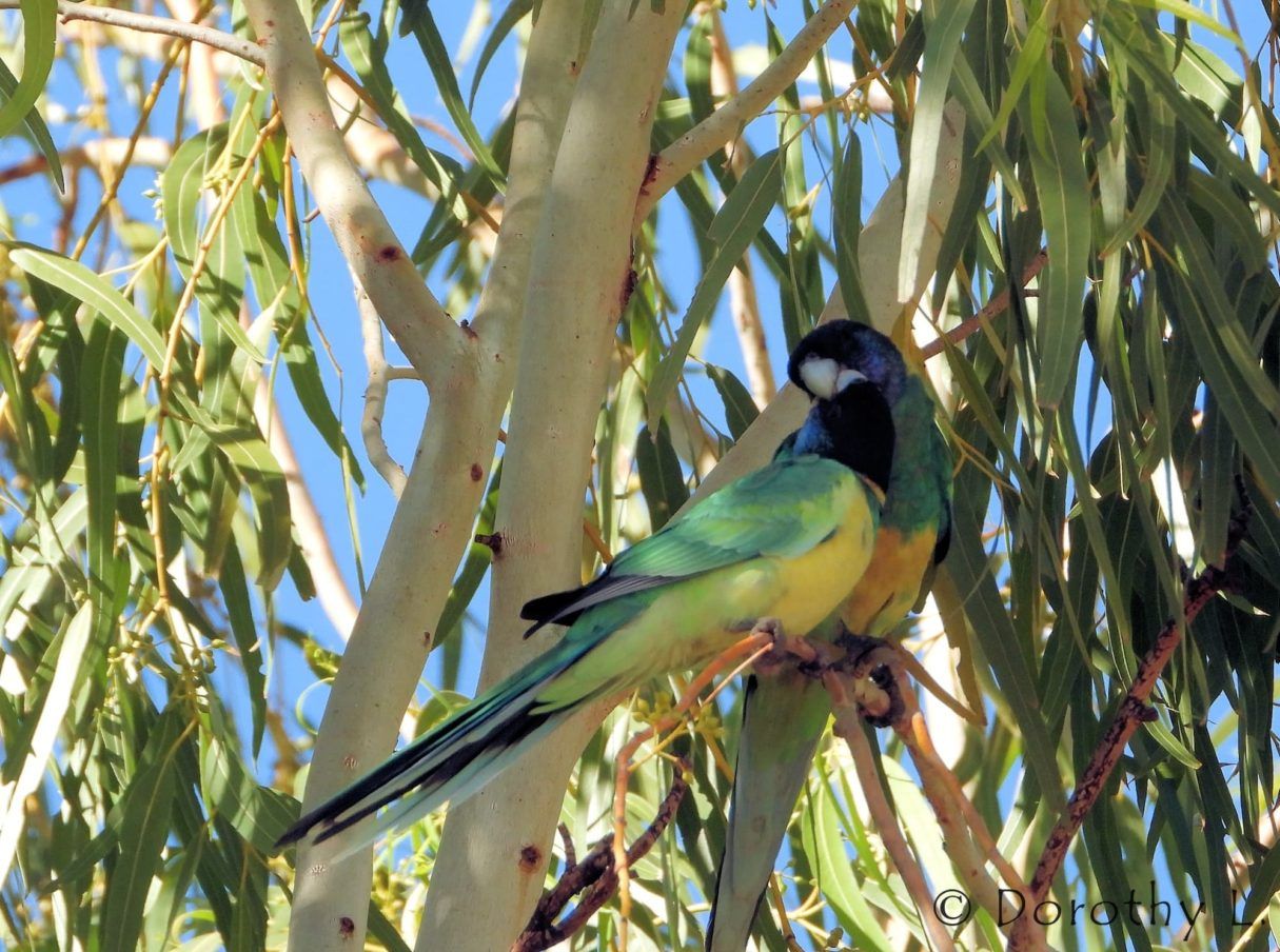 Two colorful parakeets perched on a tree branch, blue head, yellow chest, and green wings.