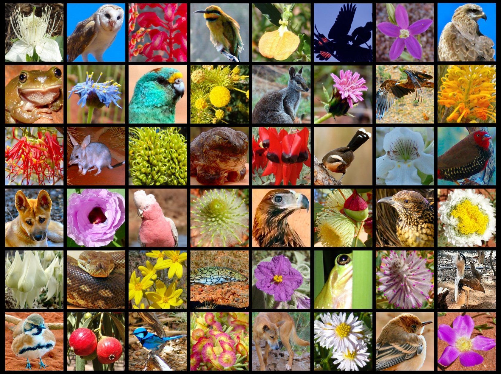 A grid of colorful squares. Each contains a different Australian bird, flower, or animal; various species, close-up shots.